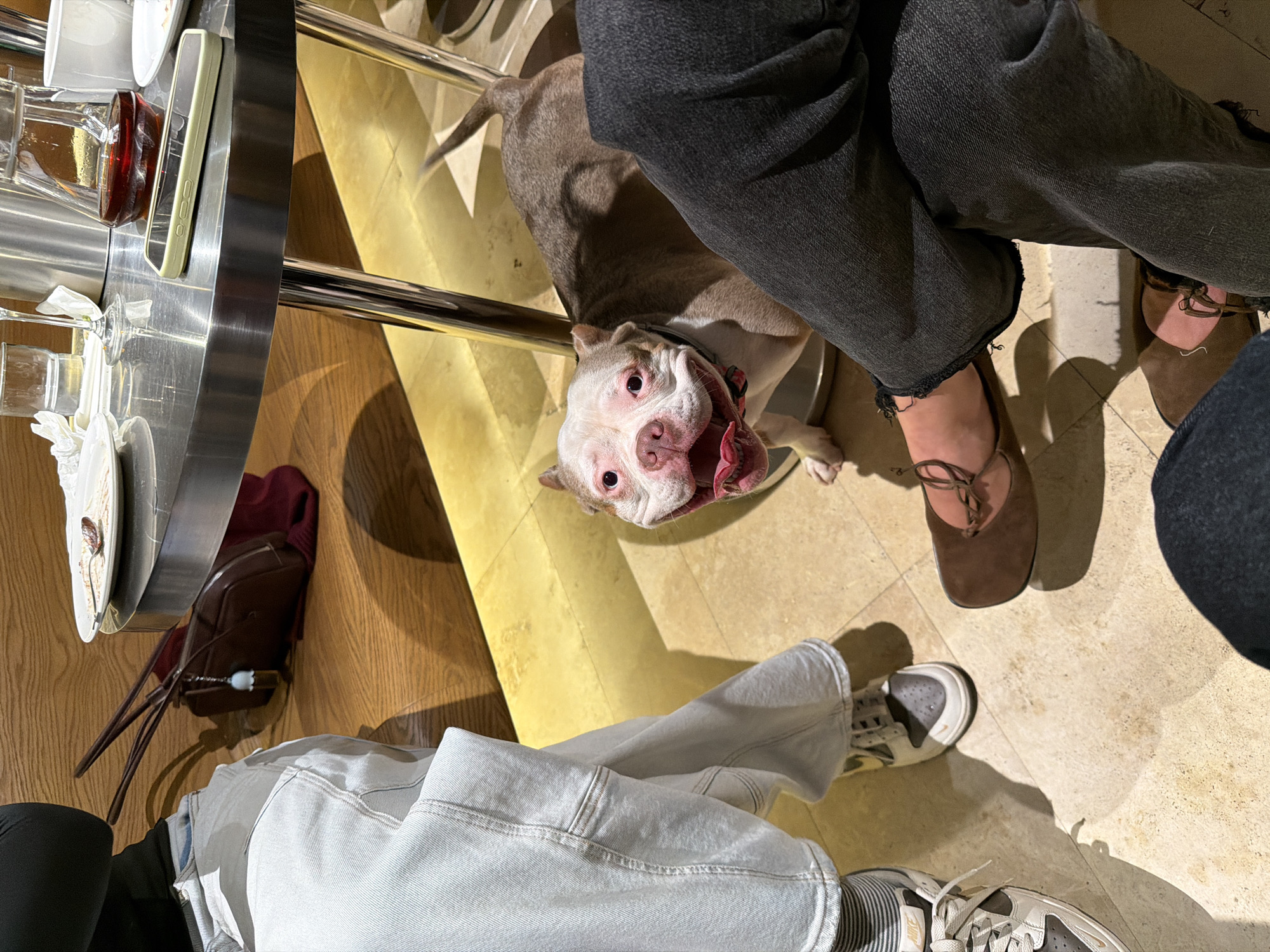 The scene is an indoor setting with a partial view of a stainless steel table on the left side, set with dining ware. A dog, with white and tan fur and pink skin, is positioned between two individuals. The person on the right is wearing dark-colored jeans and brown shoes, while the person on the left is wearing light-colored jeans and grey and white sneakers. A brown bag with a strap is visible near the table. The environment appears to be a restaurant or similar establishment with tiled flooring and golden cushioned seating. There is no information to indicate that this is in Moscow, Russia.