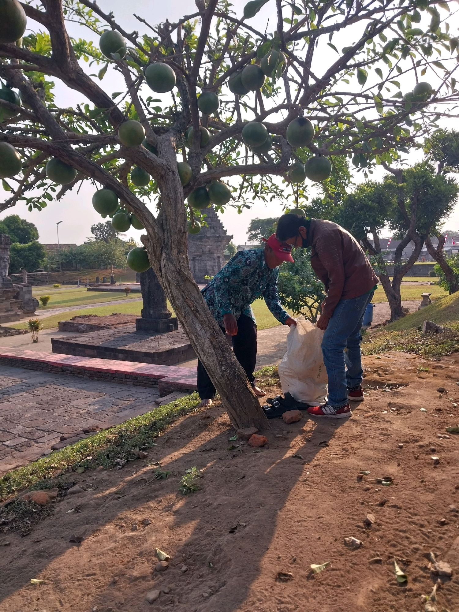 Two individuals are engaged in an activity beneath a tree laden with numerous round, green fruits, likely at the Candi Panataran complex in Kedawung, Blitar, Indonesia. The person on the left, wearing a blue patterned shirt and a red cap, appears to be leaning over and reaching towards a large white plastic bag. The person on the right, dressed in a brown jacket and blue jeans, is also bent over, assisting with the bag. Their footwear is visible: red sneakers on the right, and a pair of black shoes near the base of the tree on the left. The ground is a mix of dirt and scattered leaves, with distinct shadows cast by the tree's branches, suggesting it is daytime. In the background, remnants of stone structures, indicative of historical ruins, are present, along with lush green grass and trees, characteristic of the temple grounds. The lighting suggests it could be late afternoon due to the long shadows.