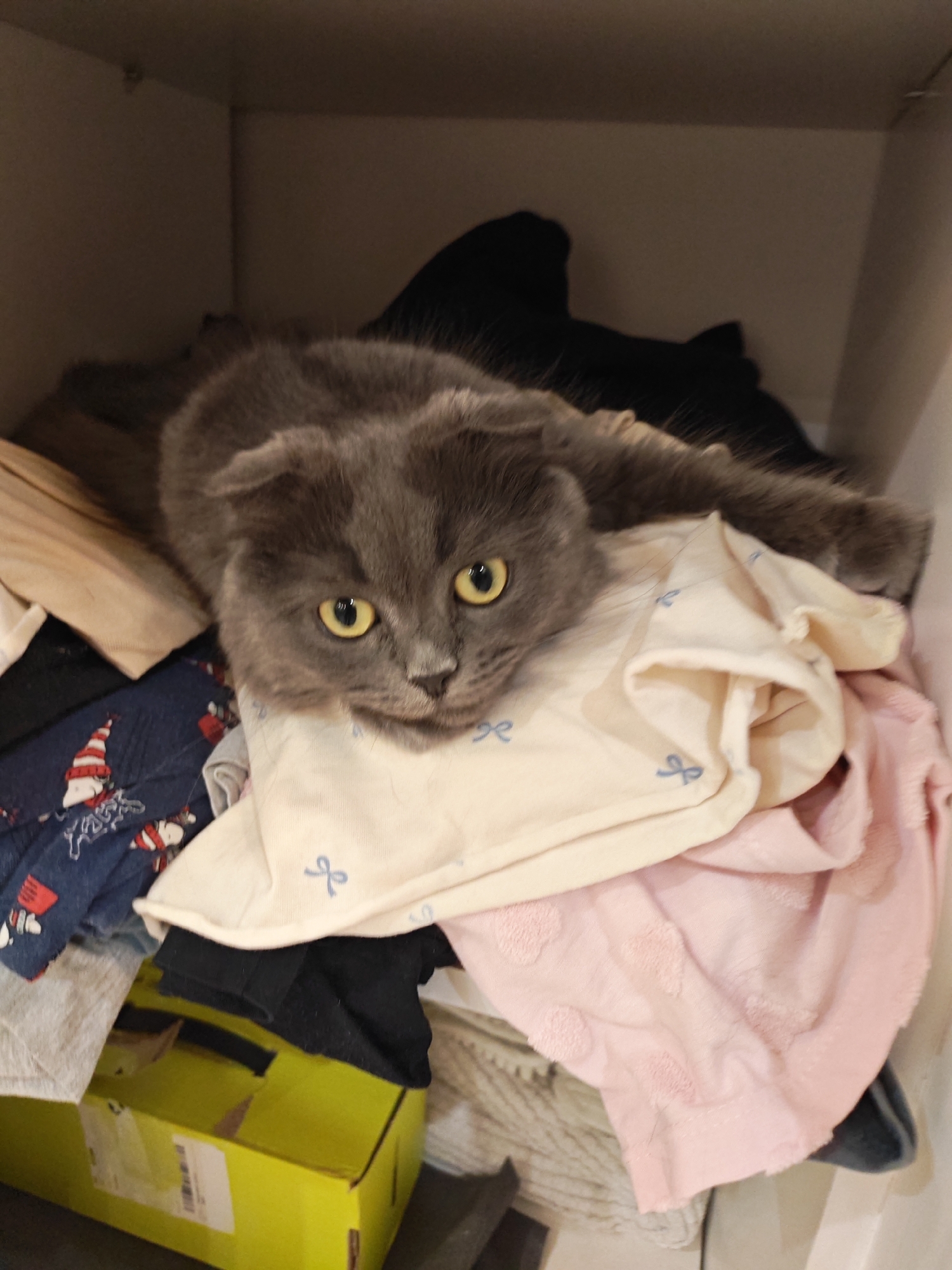 A grey Scottish Fold cat with yellow eyes is lying on a pile of clothes in a shelf. The cat's ears are folded down, and its body is partially obscured by the fabric. The clothes include a dark blue fabric with a Christmas pattern, a cream-colored garment with blue bow details, and a pink textured fabric. A yellow cardboard box is visible at the bottom of the frame. The background appears to be a shelf or cupboard interior. The location is a domestic indoor environment in Bataysk, Russia.