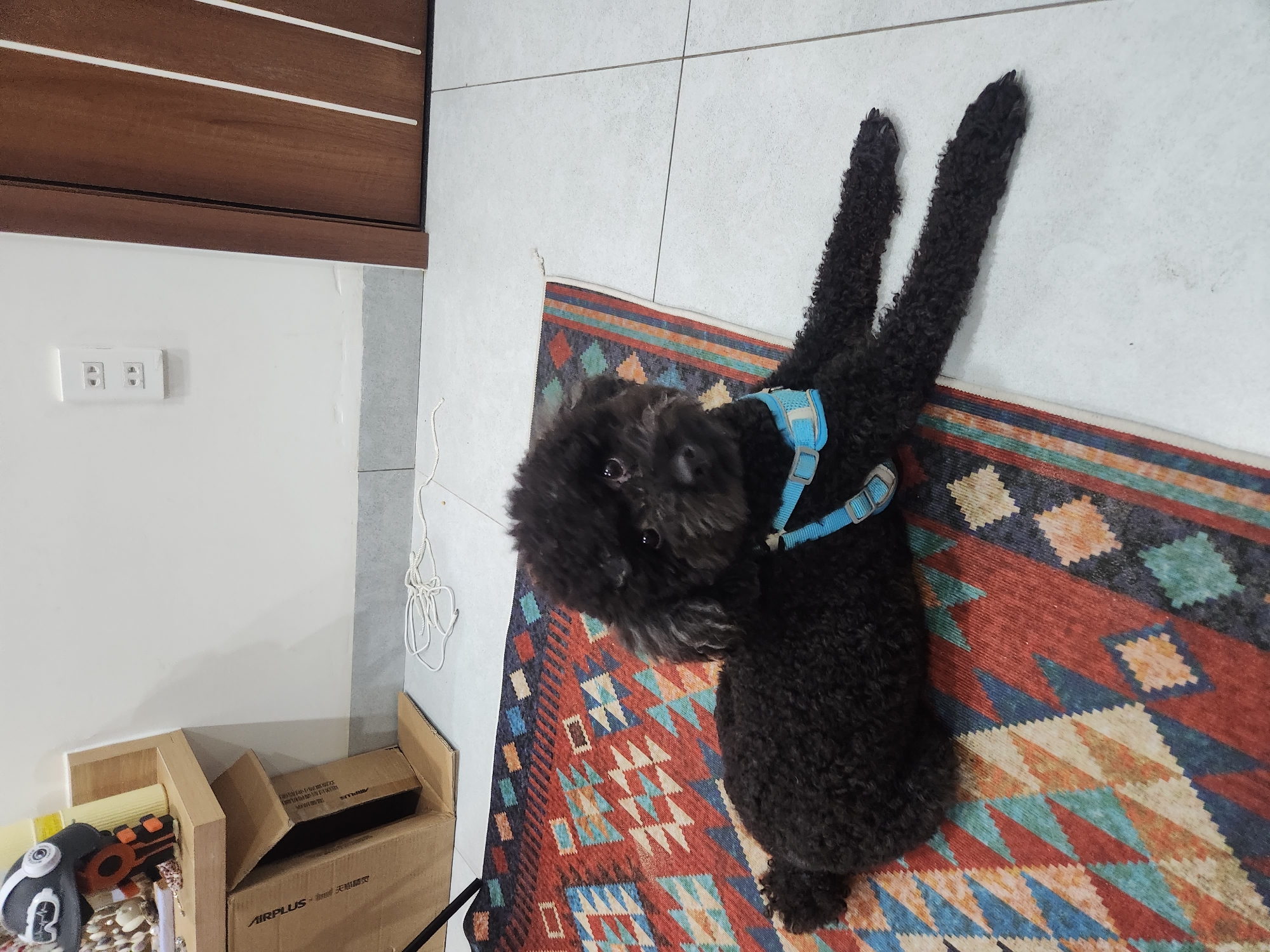 A black poodle, wearing a light blue collar, lies on a colorful rug in a tiled room. The rug features geometric patterns in red, blue, green, and beige. In the background, a white wall has an electrical outlet. To the right, a wooden door is visible. To the left, a wooden shelf holds some items, including a toy with headphones and a cardboard box. The scene appears to be an indoor setting in an apartment or house, likely in a city like Đà Nẵng, Vietnam, given the architectural style and common household items.