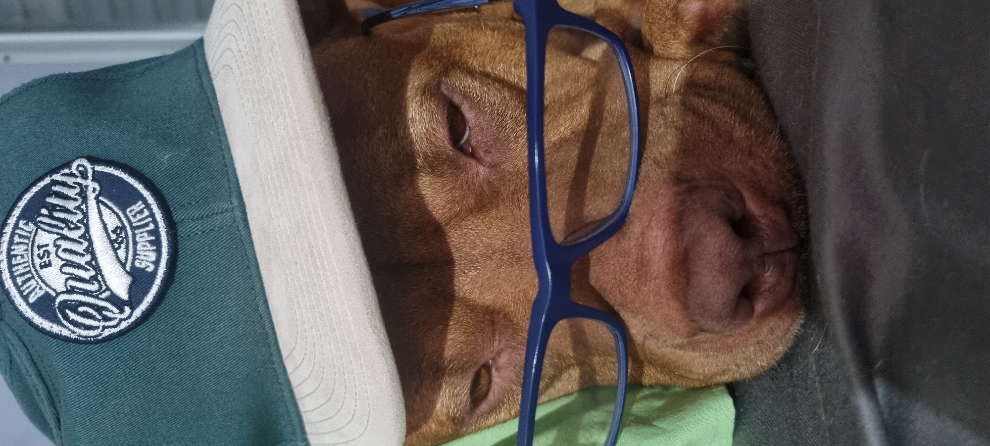 A brown dog is lying down, wearing blue-framed glasses and a green and beige baseball cap. The cap has a white patch with the words "Authentic Quality Supplier." The dog is partially resting on a green surface and next to a dark-colored cushion. The location is unknown.