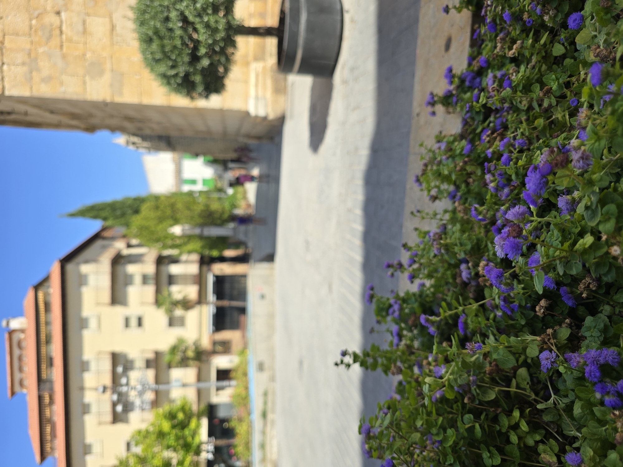 This image captures a sunlit urban scene in Jaén, Spain, focusing on a foreground of blooming purple flowers. The flowers, likely Ageratum houstonianum, are dense and vibrant, with numerous small, fuzzy blossoms. Behind them, a paved plaza stretches out, showing a pattern of light-colored stones. A circular fountain with a light blue interior is visible in the mid-ground.
To the left, a multi-story building with a terracotta roof and cream-colored facade stands prominently. It features numerous balconies with dark railings and arched windows. A lamppost with multiple lights is positioned in front of this building. A tall, slender cypress tree is seen behind the lamppost and the building.
To the right, a section of a building constructed from large, pale stone blocks is visible, with a prominent archway. A neatly trimmed, round tree in a dark gray planter sits beside this building. In the background, several people are walking across the plaza, blurred by the depth of field. The sky is a clear, bright blue. The overall impression is one of a pleasant, pedestrian-friendly urban space on a sunny day.