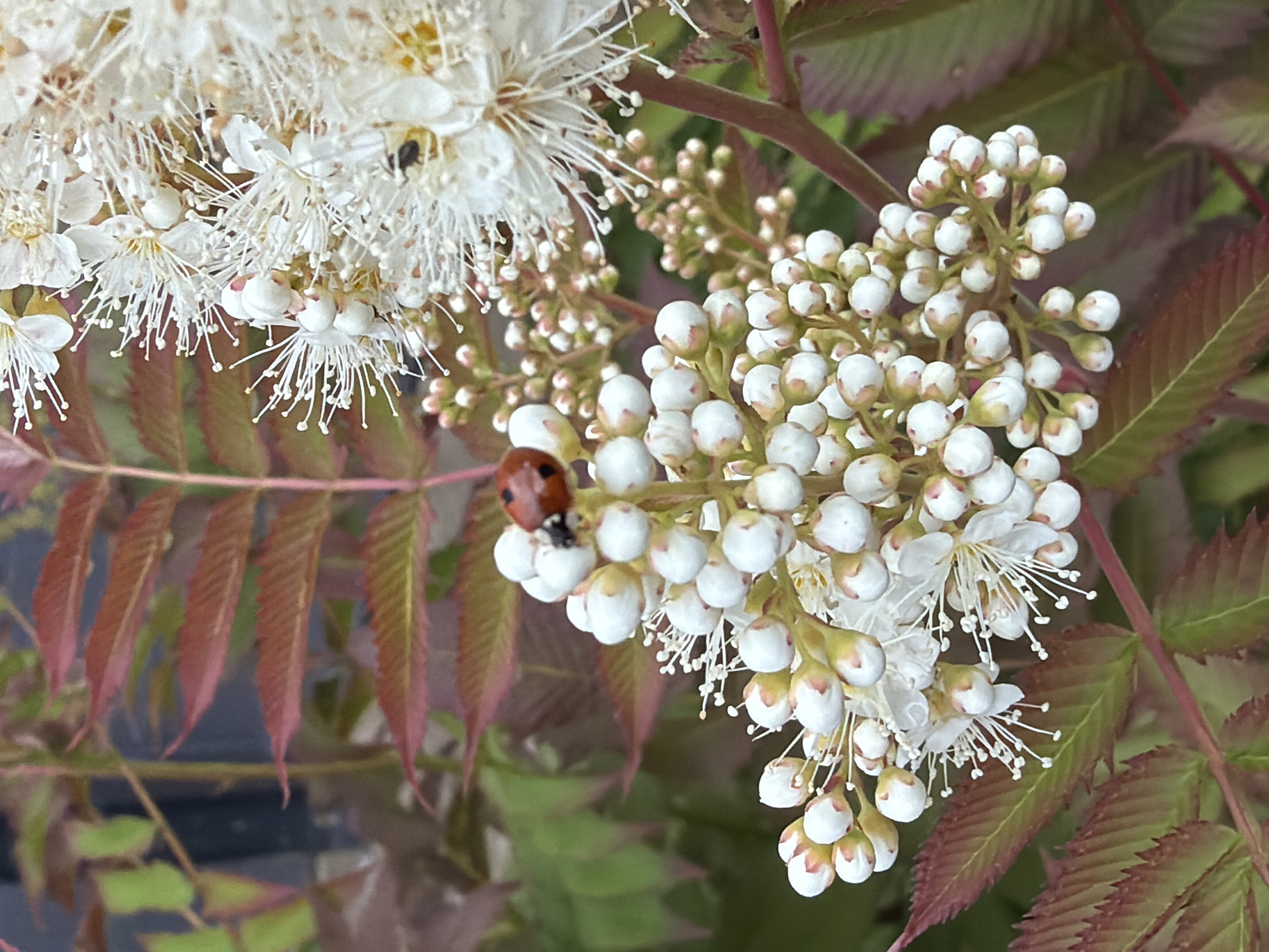 This is a close-up, eye-level, horizontal shot of a plant with clusters of small white flower buds and some open white flowers. The plant has reddish-green serrated leaves. A single, bright red ladybug with black spots is visible on one of the clusters of flower buds. The background is blurred, showing more of the plant's leaves and branches, and hints of green and darker colors that could indicate other foliage or objects out of focus. The lighting suggests it is daytime, possibly outdoors in natural light, with no clear indicators of specific weather conditions or time of day other than daylight. There is no visible text in the image. The focus is sharpest on the flower buds, the ladybug, and the immediate surrounding foliage.