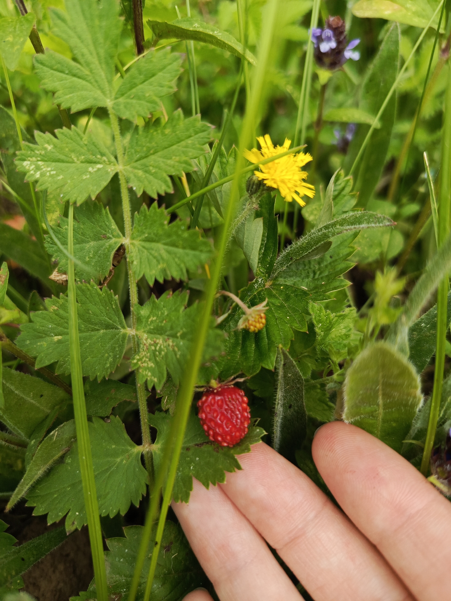 A close-up, eye-level shot shows a person's hand reaching for a wild strawberry. The strawberry, bright red and small, sits on a green leaf. Green vegetation surrounds the strawberry and hand, with a yellow flower and a purple flower visible in the blurred background. The scene appears to be in a natural, grassy area.