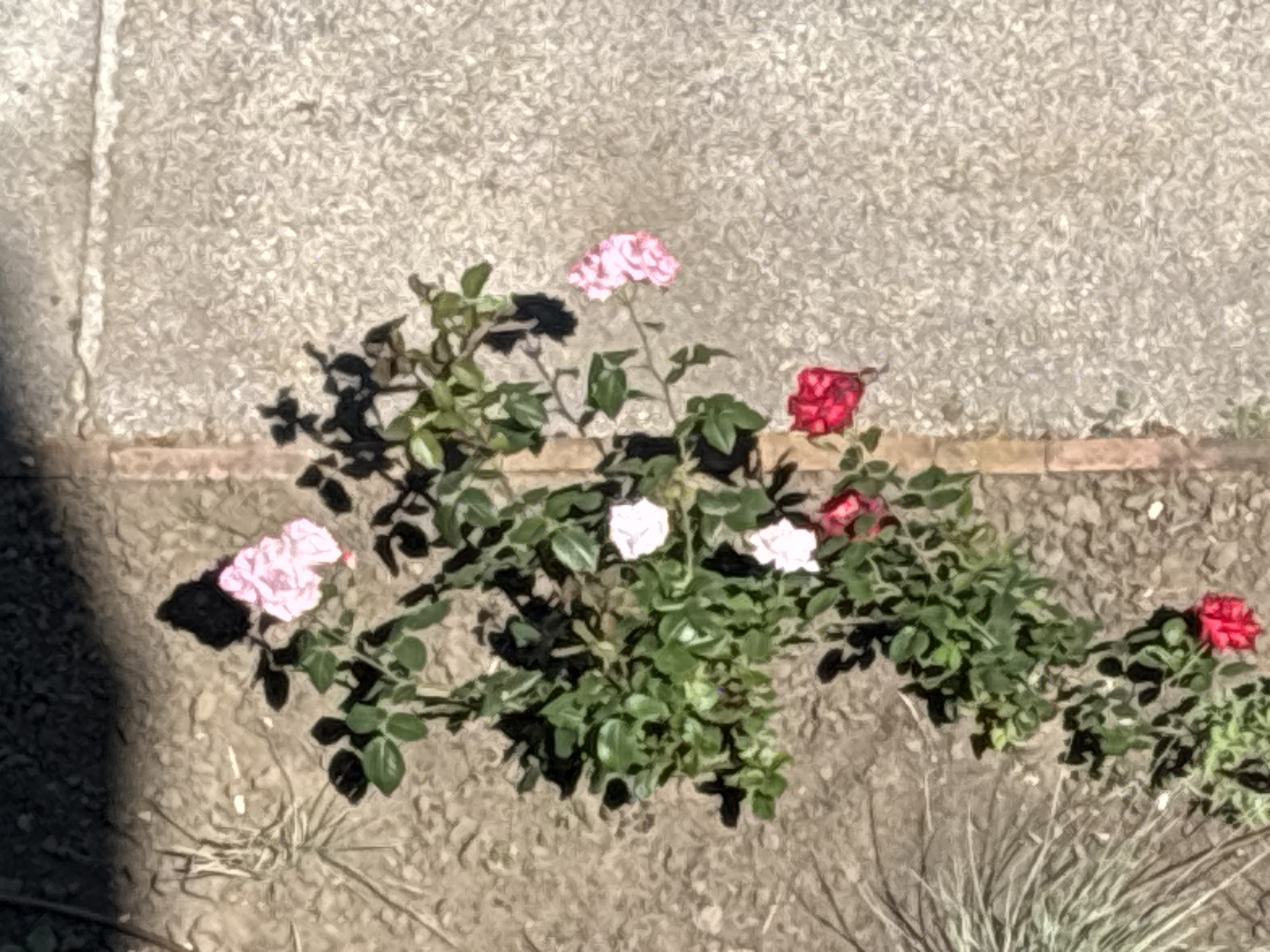 An overhead, slightly blurry shot captures a rose bush with pink and red flowers blooming. The bush is positioned on a patch of dirt and gravel, next to a concrete path. A shadow falls across the top left of the frame, obscuring some of the ground and vegetation. The scene appears to be an outdoor setting, possibly a garden or pathway in Varna, Bulgaria. There are no people or discernible actions taking place in the image.
