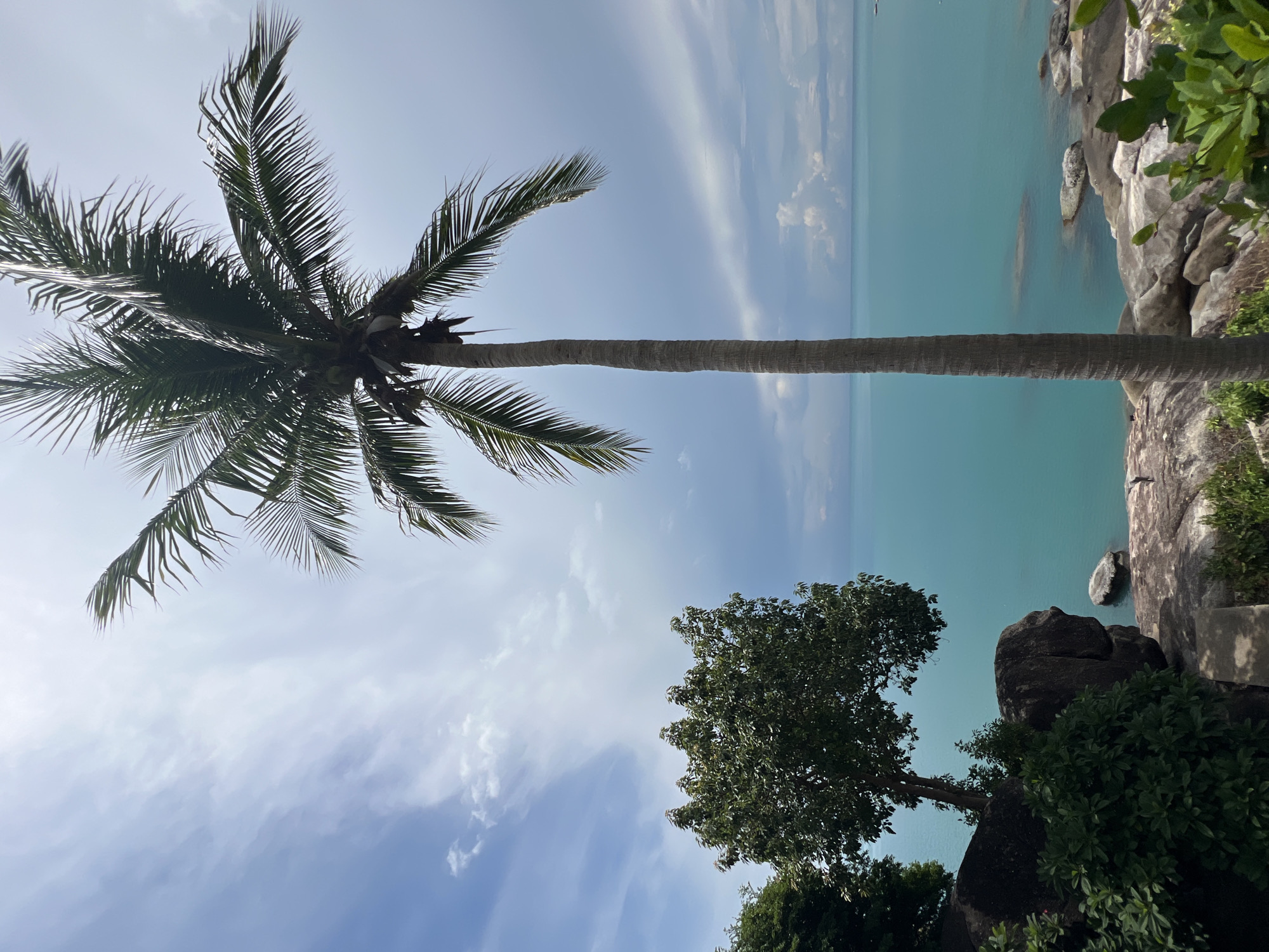 A full shot of a tropical coastal scene at Baan Chaweng Noi, Thailand, shows a tall, mature coconut palm tree standing prominently on the right side of the frame. Its fronds reach upwards and outward against a sky with scattered clouds, transitioning from bright blue to a softer gray. To the left, a lush green tree with a fuller canopy is situated on a rocky incline, appearing to grow from a cluster of large boulders. The foreground is occupied by these grey, weathered rocks and dense green foliage. Below the trees and rocks, the vibrant turquoise water of the sea stretches towards the horizon, meeting a hazy sky. Several smaller rocks are visible in the water near the shore. The overall impression is of a serene, natural landscape.