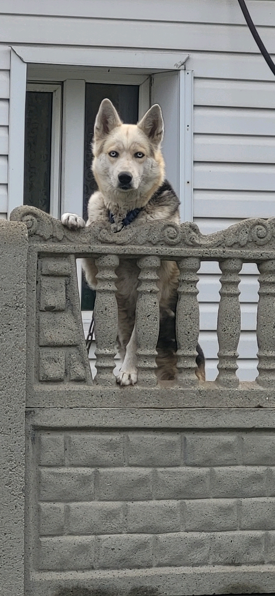 A medium shot shows a husky-mix dog with light-colored fur, striking blue eyes, and black markings on its ears and back. The dog is looking directly at the camera, its front paws resting on a decorative concrete fence. The fence has an ornate top railing with carved scrollwork and a pattern of simulated brickwork on its lower section. Behind the dog, a white vinyl-sided house is visible, with a window frame partially obscuring the background. The setting appears to be residential, likely in the city of Oskemen, Kazakhstan, given the architectural style and fencing common in the region. The lighting suggests it is daytime, possibly overcast, as there are no harsh shadows. The overall scene is static and observational.