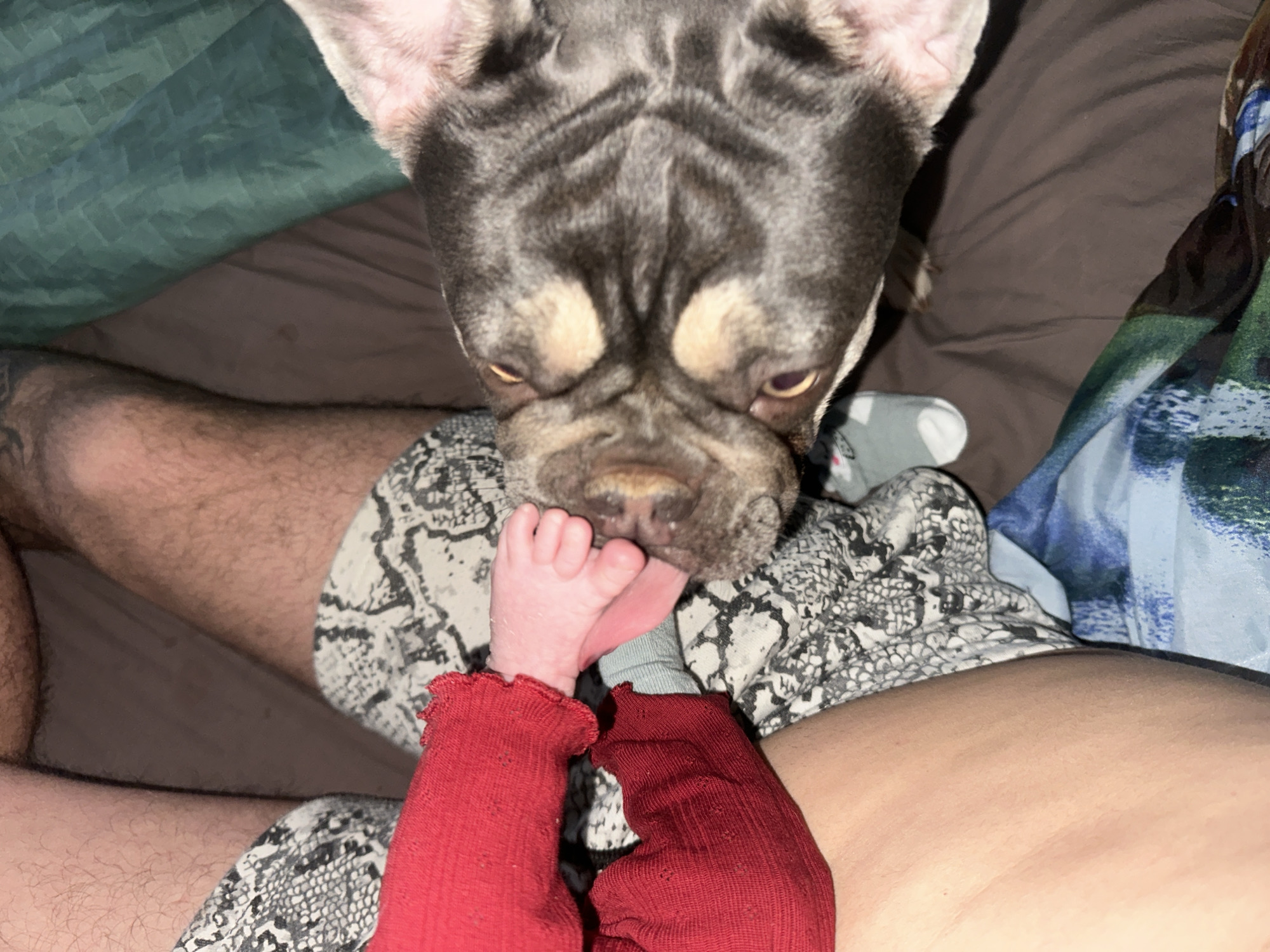 The image, captured in an indoor setting within the city of Unknown, Unknown, depicts an overhead view of an interaction between a dog and an infant, with an adult partially visible. An infant's bare, pink foot, emerging from a red ruffled long-sleeved garment, is positioned in the center-left. A dog, a brachycephalic breed with dark grey/brown fur and tan markings around its eyes and snout, is positioned on the right, with its snout pressing against the infant's foot. The dog's pink inner ear is visible. Two hairy adult legs, wearing black and white/grey snake-skin patterned shorts, are visible on the left and right sides of the frame. The subjects are resting on dark brown bedding, with additional teal/green and blue/green patterned blankets visible in the background. A light grey sock with a small white and green pattern is partially visible on the bottom left.