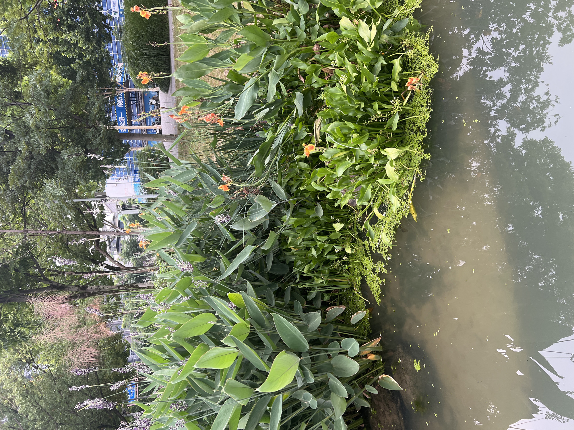 A photograph taken from a medium-high angle captures a lush aquatic garden scene. In the foreground, a calm, murky body of water reflects the surrounding greenery and trees. Dense, vibrant green aquatic plants, including some with large, broad leaves and others with smaller, more delicate foliage, line the edge of the water. Small, bright green duckweed covers sections of the water's surface. Scattered amongst the greenery are delicate purple and orange flowers, adding touches of color to the scene. In the background, mature trees with full canopies create a shaded atmosphere, and a modern building with blue panels and scaffolding is visible through the trees, suggesting an urban or suburban setting. The overall impression is one of a well-maintained natural space within a developed area, likely in Liandu District, China, given the implied context of the prompt. No people or animals are visible in the frame.