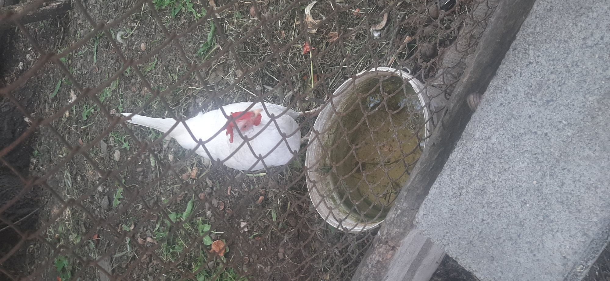 The image depicts a white chicken with a red comb standing in a yard behind a wire fence. The chicken is positioned in the center of the frame, facing away from the viewer. To the left of the chicken is a white bucket filled with murky water. The ground is covered with dirt, dry leaves, and sparse green grass. In the foreground, there is a rough concrete block and a wooden plank. The environment suggests an outdoor setting, possibly a rural or semi-rural area. There are no people visible in the image. The location is identified as Yessentukskaya, Russia.