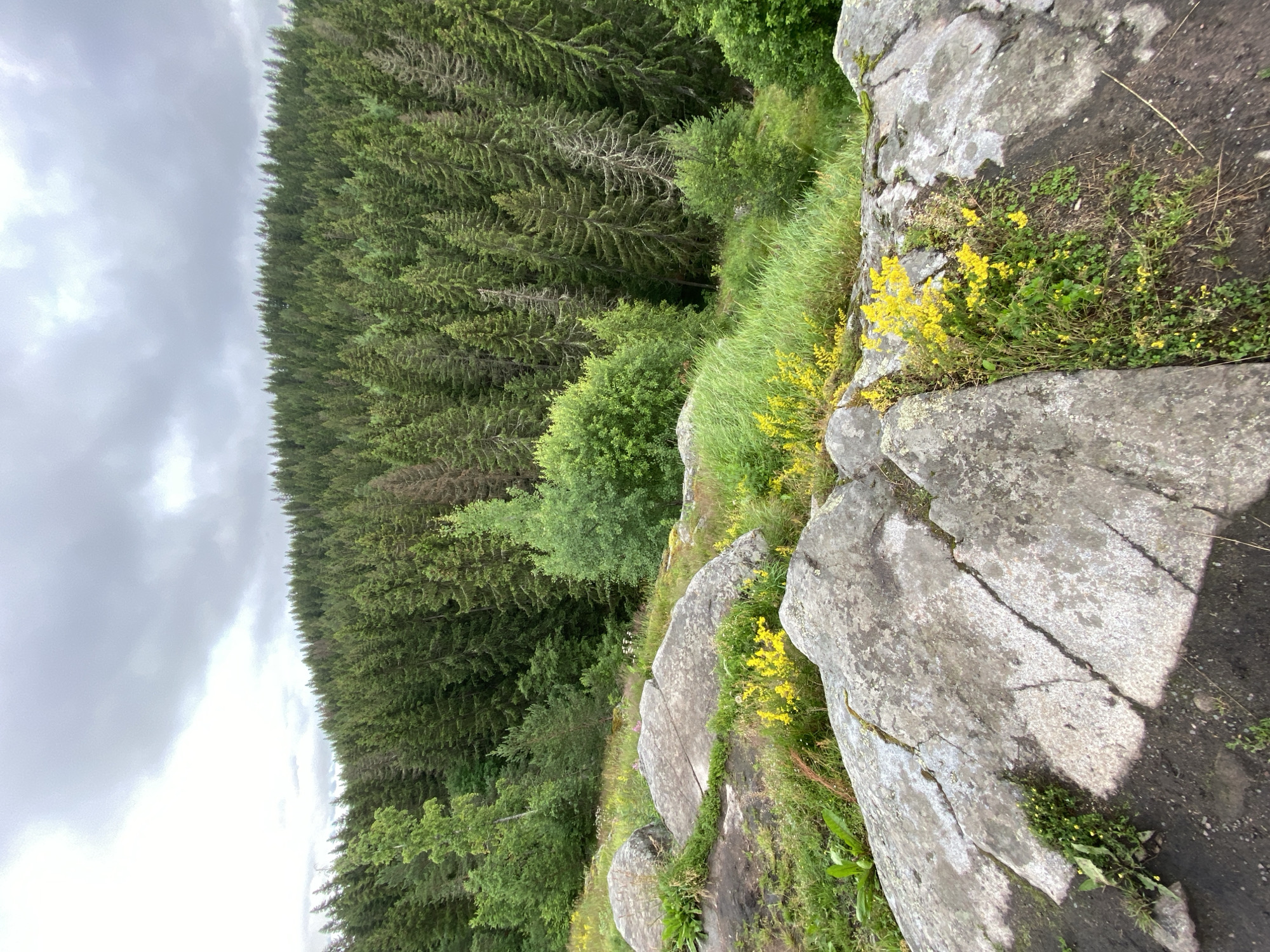 The image depicts a natural scene in Lakhdenkiulya, Russia. The foreground is dominated by large, grey, weathered rocks with visible cracks and patches of lichen. Between and around the rocks, there is lush green grass and small yellow wildflowers blooming. In the middle ground, a dense forest of evergreen trees stretches across the frame, with varying shades of green indicating different species or densities of foliage. Some of the trees show dead branches. The background consists of a vast, overcast sky with diffused light, suggesting a cloudy or overcast day, possibly late afternoon or early evening. The overall setting is mountainous or hilly, with the forest covering the slopes. There are no people or man-made objects visible, emphasizing the wild and natural character of the location. The scene evokes a sense of rugged wilderness and natural beauty.