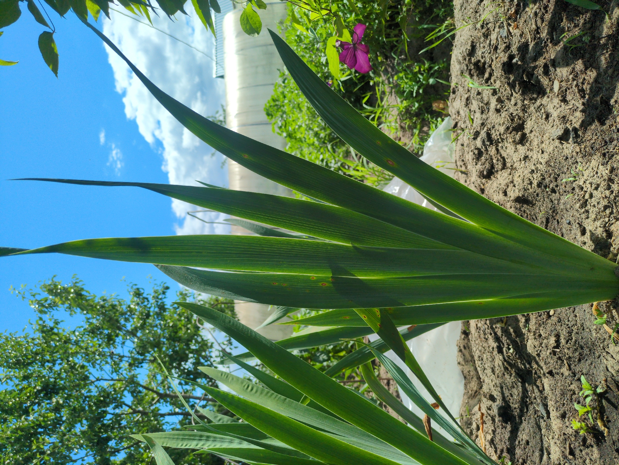 The image depicts a low-angle view of green, sword-like plant leaves in the foreground, some showing small brown spots. The leaves emerge from sandy soil. In the background, lush green vegetation grows, interspersed with a bright pink flower. Behind the plants, a white, translucent greenhouse structure is visible, along with a partial view of trees under a bright blue sky with scattered white clouds. The scene appears to be a garden in Kulebaki, Russia, under sunny conditions.