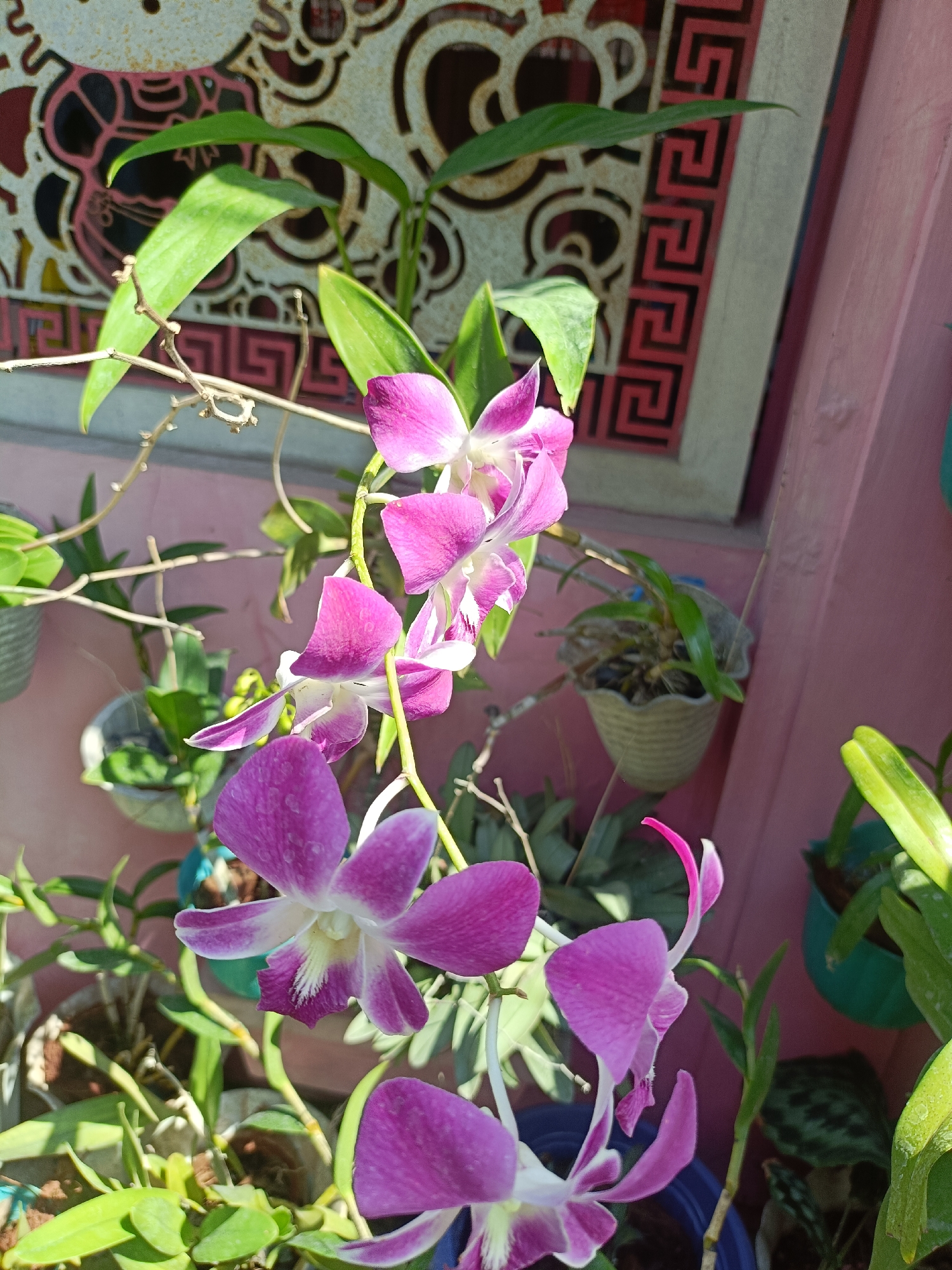 In a sun-drenched outdoor setting, likely a residential yard or balcony in Kediri City, Indonesia, a cluster of vibrant pink and white orchids takes center stage. The orchids, with their delicate petals and intricate patterns, are the primary focus, some in full bloom and others still developing. They are part of a larger collection of potted plants, evident by the various pots visible at different depths and heights. Some pots are made of woven material, while others appear to be plastic. The background features a wall painted a soft pink, and a decorative screen with a repeating geometric pattern, suggesting an area with some architectural detail. Sunlight casts sharp shadows, highlighting the textures of the plants and the surrounding environment. The overall impression is one of natural beauty carefully cultivated within an urban context.