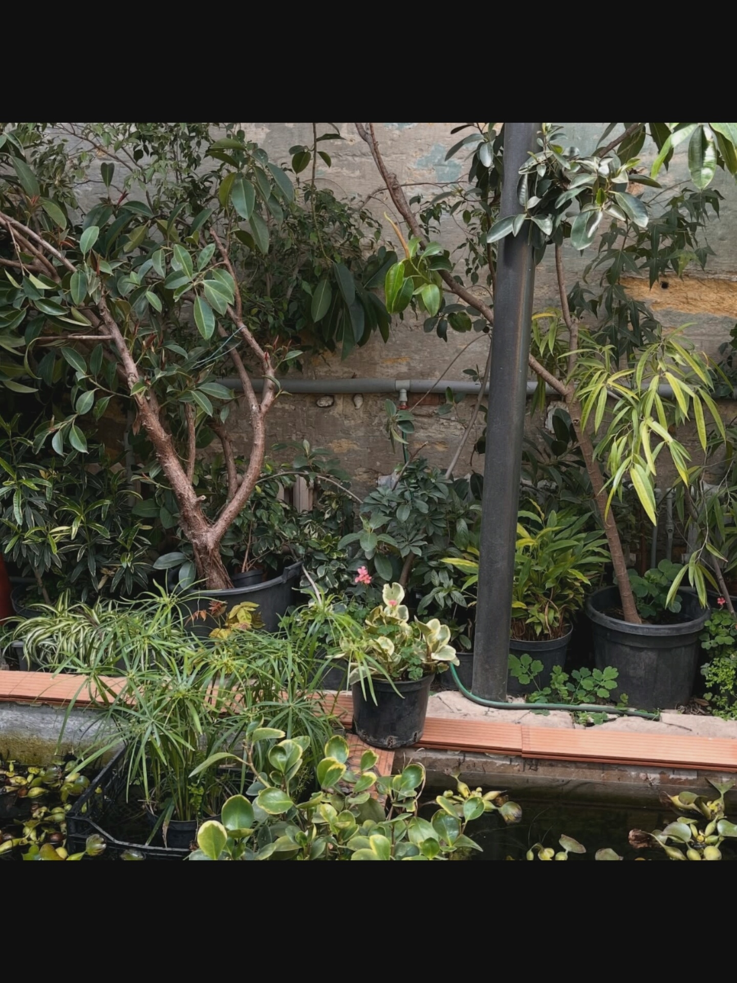 The image depicts an outdoor scene with a variety of potted plants and a small pond. In the background, a textured, aged wall is visible with a pipe running horizontally across it. A dark gray pole stands vertically in the center of the frame. The foreground features lush green foliage, including plants with long, grass-like leaves, and a small pond filled with water and aquatic plants. Several black plastic pots containing different plants are arranged on a wooden surface bordering the pond. One pot holds a plant with variegated leaves and a few small pink flowers. Another pot contains a larger plant with thin, drooping leaves. The overall setting suggests a garden or a nursery. The scene is located in Bielawska Wieś, Poland. There are no people visible in the image.