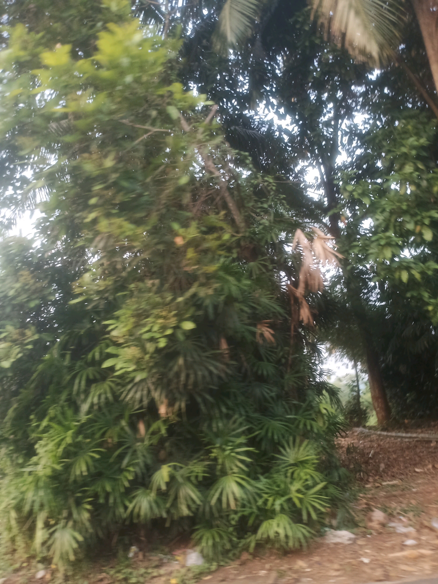 The image depicts a dense arrangement of tropical foliage, predominantly consisting of various shades of green leaves and branches. Some of the leaves appear broad and fan-like, characteristic of palm species, while others are smaller and more clustered. A few dry, straw-colored fronds hang prominently in the center of the frame, contrasting with the vibrant green. The background is a blur of more trees and sky, with hints of sunlight filtering through the canopy, suggesting an outdoor setting, possibly a garden or a roadside area. The ground in the foreground is a mix of dirt, small stones, and some scattered debris. The overall impression is that of lush, overgrown vegetation in a warm, possibly humid, climate. The location is identified as Ciseeng, Indonesia.