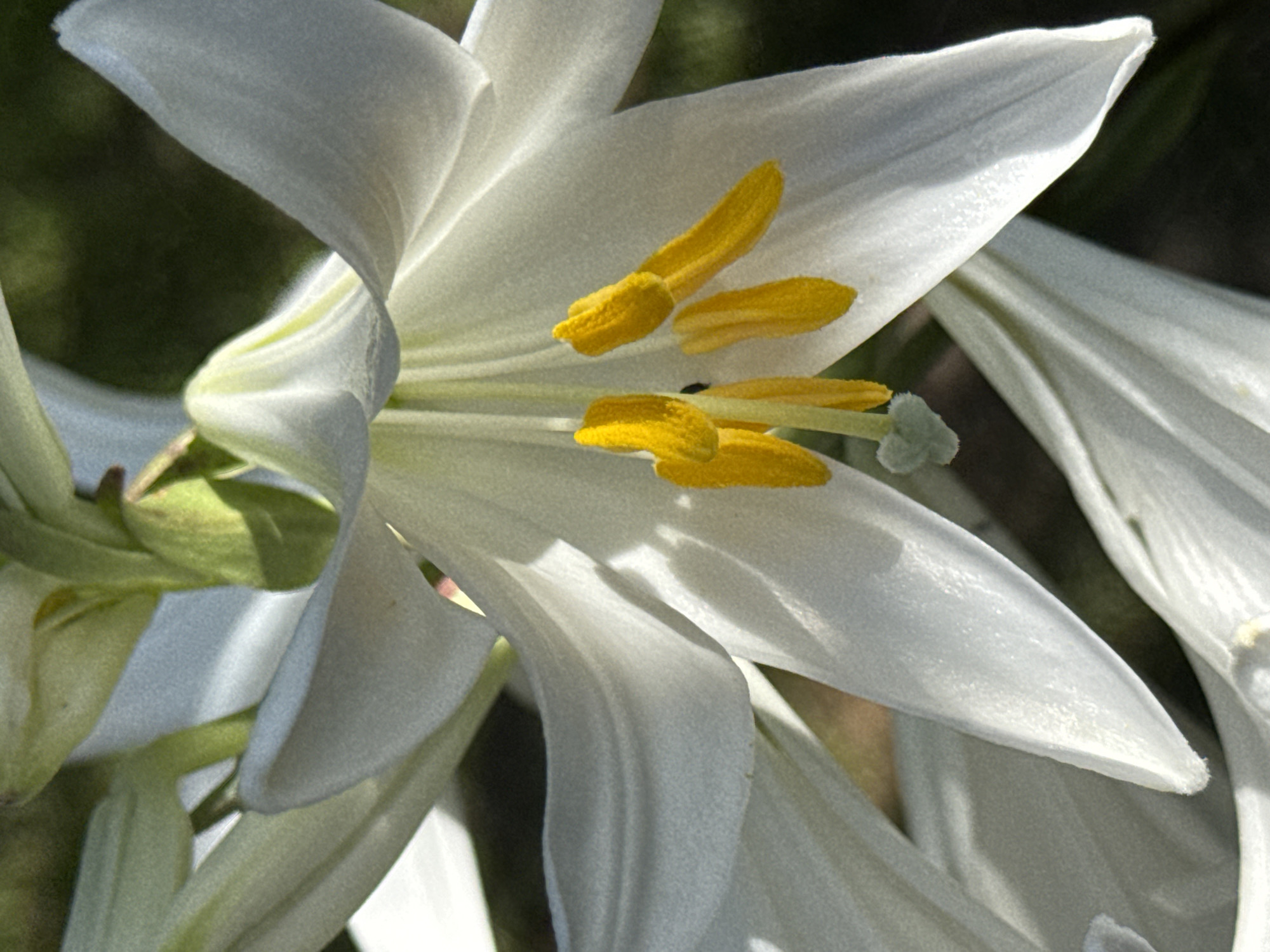 A close-up, vertical, full-frame shot captures a white lily in bloom. The flower's white petals unfurl, revealing bright yellow stamens tipped with pollen. The stamens are arranged in a cluster within the center of the bloom, some gracefully arching outwards. The background is a dark, blurred green, suggesting foliage and out-of-focus elements of a garden setting. The lighting appears to be natural, highlighting the delicate texture and form of the lily. The image is devoid of any human presence or man-made structures. There is no information available to indicate the location within the city of Veselina, Bulgaria.
