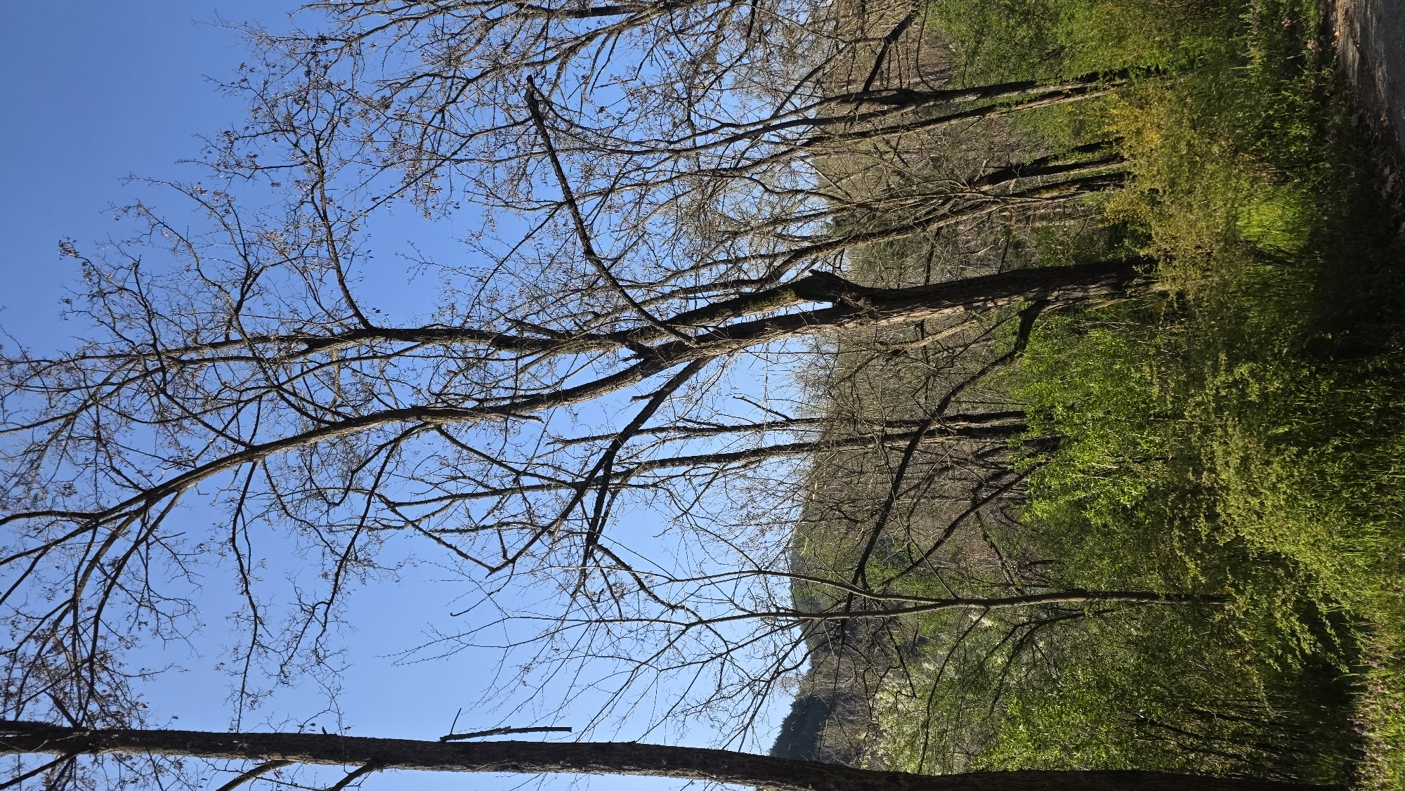 The image captures a view within a park or wooded area, potentially located in or near the city of Blagoevgrad, Bulgaria, characterized by trees with bare branches against a clear blue sky. To the right side of the image, dense green vegetation suggests either early spring foliage or a year-round green shrubbery. The trees have thin, dark trunks and branches, hinting at a late winter or early spring season before full leaf emergence. The scene appears tranquil and undisturbed, focusing primarily on natural elements without any discernible human presence or structures. The orientation of the image is rotated, showing a somewhat tilted perspective of the scene.