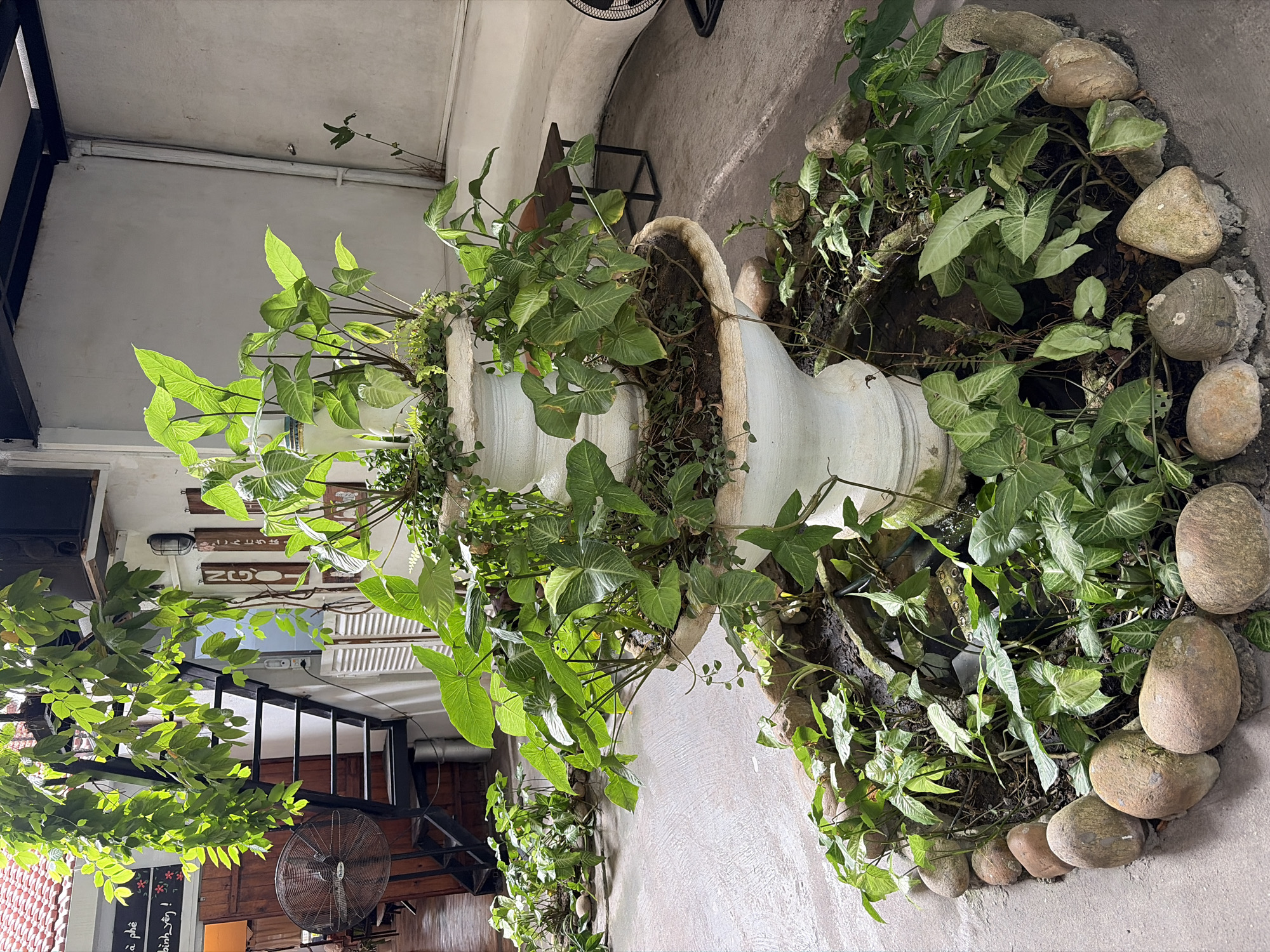 The image shows an indoor courtyard in a building in Da Nang, Vietnam. In the center of the courtyard is a large, tiered plant pot filled with lush green plants. The pot is made of white, weathered material and has a rustic, antique appearance. The plants are vibrant and healthy, with large, heart-shaped leaves and trailing vines. The base of the pot is surrounded by smooth, rounded stones, creating a naturalistic border. Behind the plant arrangement, a spiral staircase leads up to a higher level of the building. The staircase is made of dark metal and has wooden steps. Sunlight streams in from above, illuminating the plants and casting dappled shadows on the floor. The floor itself is a light grey concrete. To the left, a large, vintage fan with a metal grill stands near the staircase. To the right, a simple wooden bench with black metal legs is visible. The walls of the building are painted white and show signs of age. The overall impression is one of a tranquil, green oasis within an urban setting.