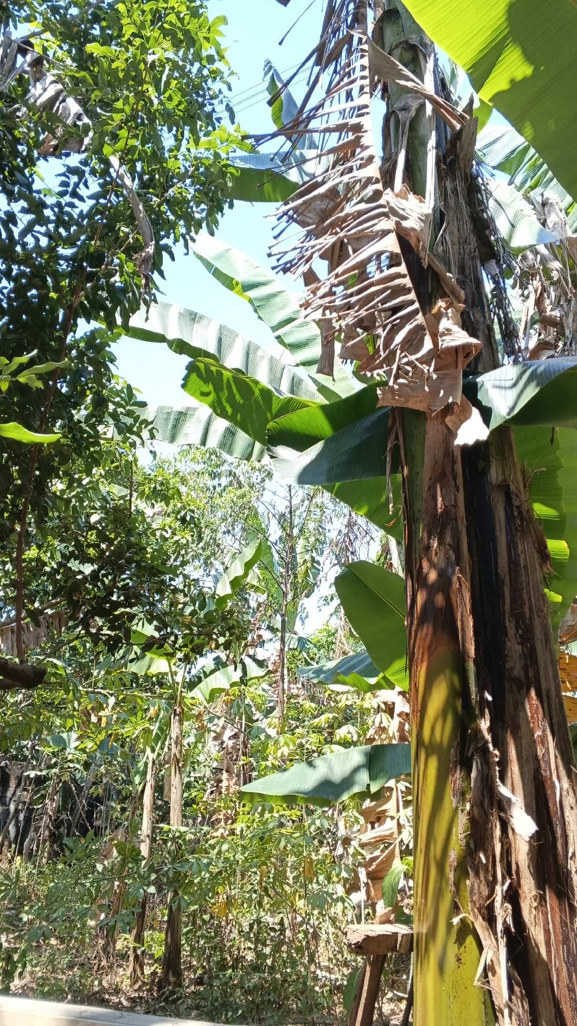 The image shows a close-up view of a banana tree trunk with some dried leaves, set against a backdrop of lush green foliage and a clear blue sky. The banana tree is prominent in the foreground, with its fibrous, brown bark contrasting with the vibrant green of its large leaves that extend into the frame. Behind the banana tree, dense vegetation is visible, including various types of trees and plants, suggesting a natural or semi-natural environment. The sunlight filters through the leaves, creating shadows and highlights. The scene is likely located in Karangjati, Indonesia, a region known for its tropical climate and abundant plant life. There are no people or animals visible in the image. The overall impression is one of a vibrant, tropical landscape bathed in sunlight.