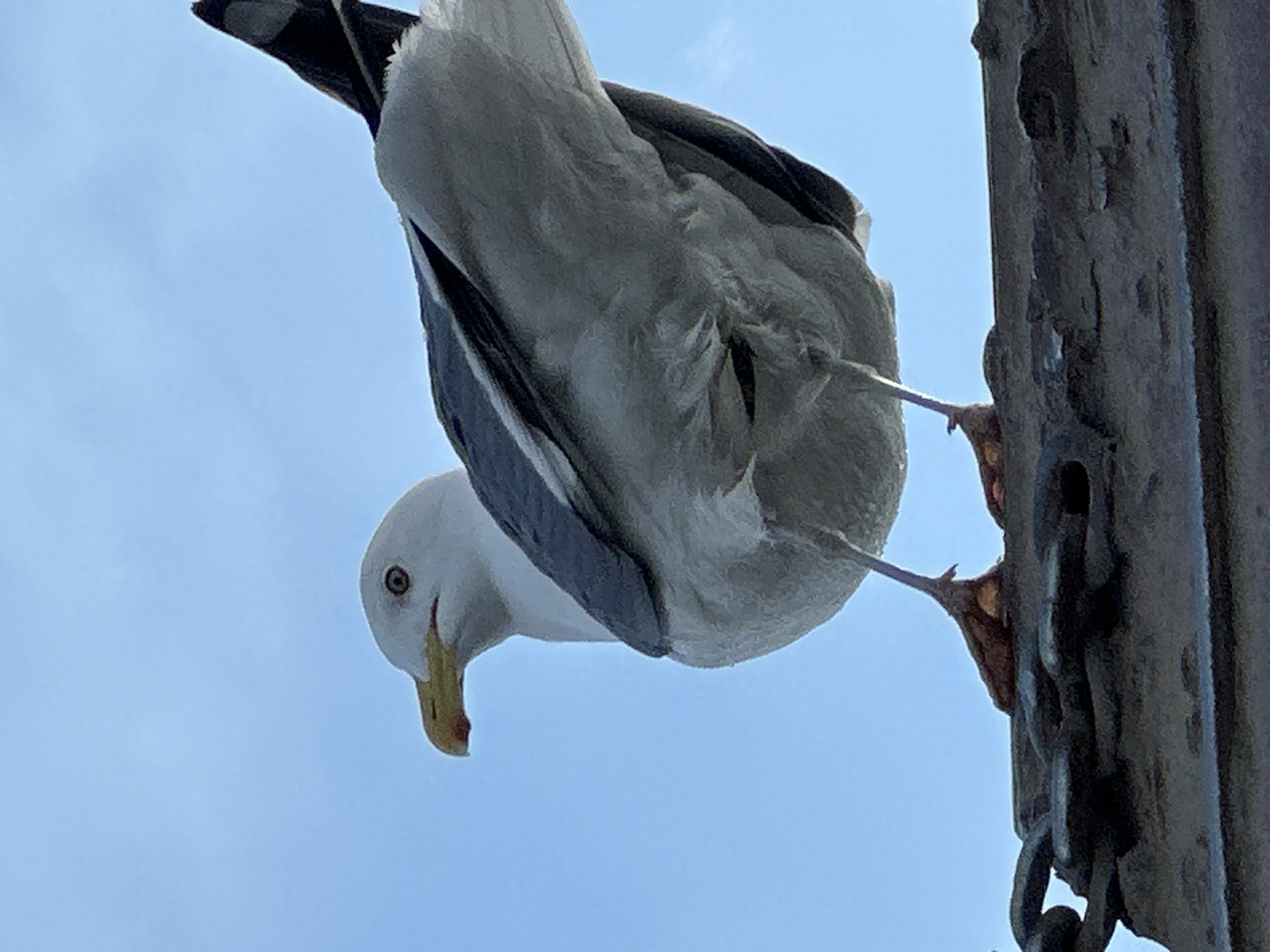 A low-angle, close-up shot captures a seagull perched on a chain-link fence or railing against a clear blue sky. The bird's white head and chest contrast with its grey wings and tail feathers. Its yellow beak is slightly open, revealing a reddish interior. The seagull's orange legs and feet grip the textured, dark surface of the railing. The background is a vast expanse of blue sky, indicating an outdoor setting, possibly near water or in a coastal area of Sakhiurta, Russia.
