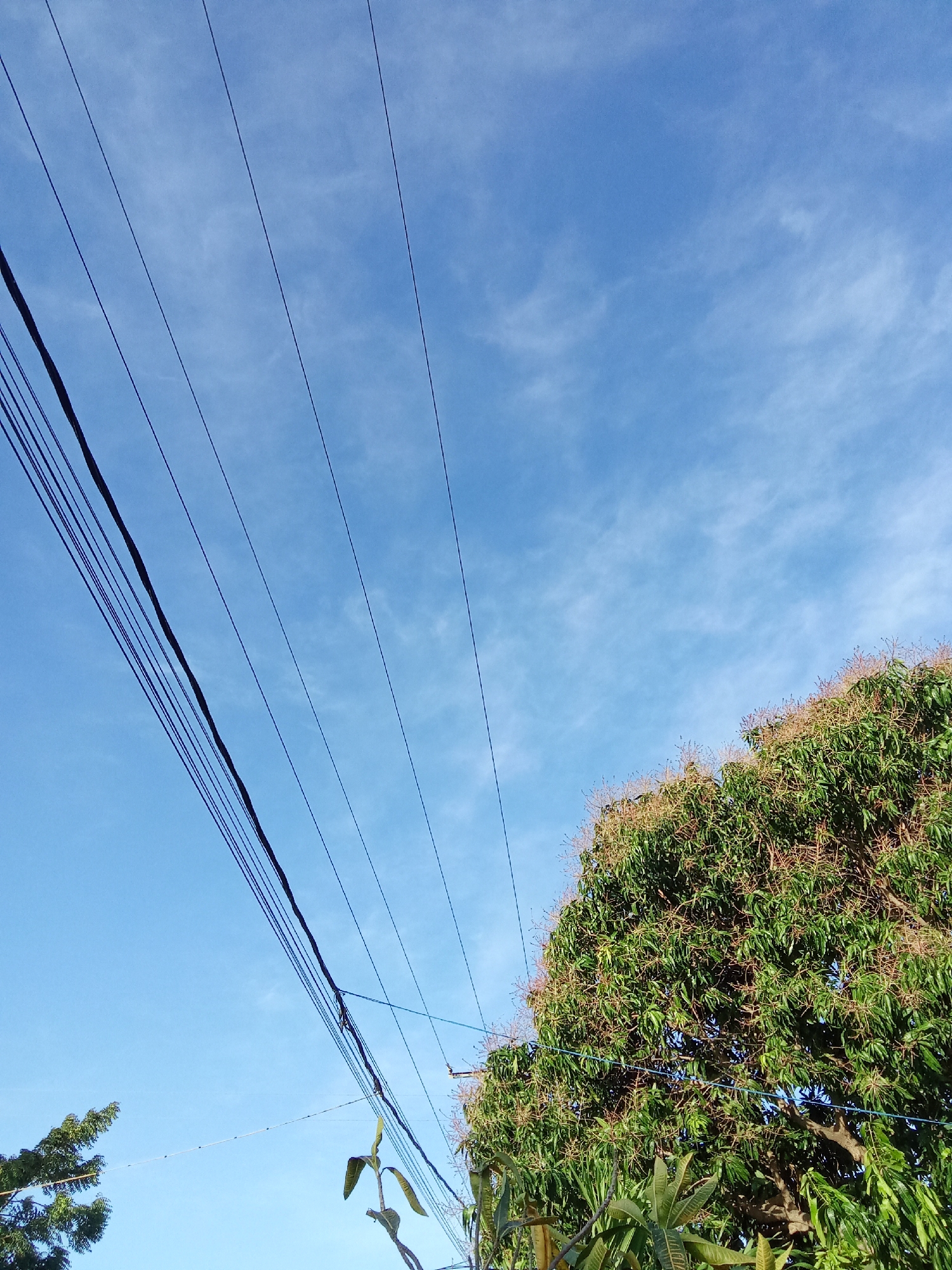 The image depicts a view looking upwards towards a blue sky with wispy clouds. Several parallel black power lines stretch across the frame diagonally from the upper left to the middle. On the right side, the top portion of a lush green tree is visible, with what appears to be small flowers or buds. In the lower left and middle-right, smaller sections of tree foliage are visible. The location is indicated as Juan Griego, Venezuela, although there are no elements in the image to confirm this.