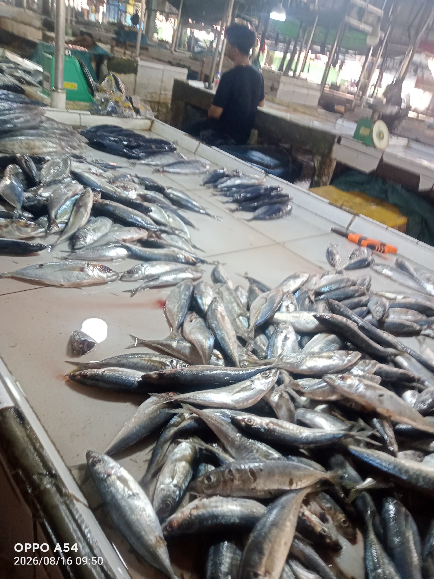 The image depicts a busy fish market, likely in Jambi, Indonesia, given the timestamps. The foreground is dominated by a large display of freshly caught fish, predominantly small to medium-sized silvery species. The fish are arranged on a light-colored, tiled surface, with some showing visible bloodstains, indicating recent processing. Various types of fish are present, some with heads intact and others cleaned. In the background, a person wearing a dark shirt is visible, looking away from the camera and towards the market stalls. The environment appears to be an indoor or covered market, with visible shelving, equipment like a green weighing scale, and diffuse lighting from overhead sources. The overall impression is one of a bustling commercial hub focused on the sale of seafood.