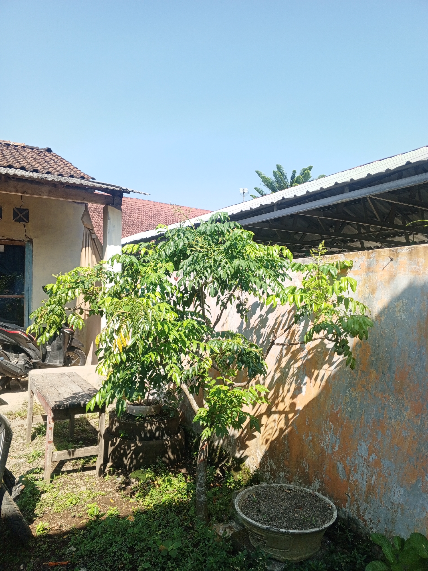 A medium shot, outdoor scene captures a residential backyard in Sumbersari, Indonesia, under a clear blue sky. The foreground features a tree with lush green foliage and several unripe fruits, positioned in a planter. To the left of the tree, a rustic wooden bench with a weathered top and visible legs sits on the ground. Behind the bench, a dark-colored motorcycle is parked. A building with a red tile roof and light-colored walls is visible to the left, with a section of its wall featuring a dark opening. In the background, a long, low structure with a corrugated metal roof is present, supported by visible metal beams. The wall behind the tree exhibits a textured, multi-colored finish in shades of orange, gray, and white, with dappled shadows cast by the tree's leaves. A large, oval-shaped planter containing soil is situated to the right of the tree. The ground is covered with a mixture of soil and green vegetation.
