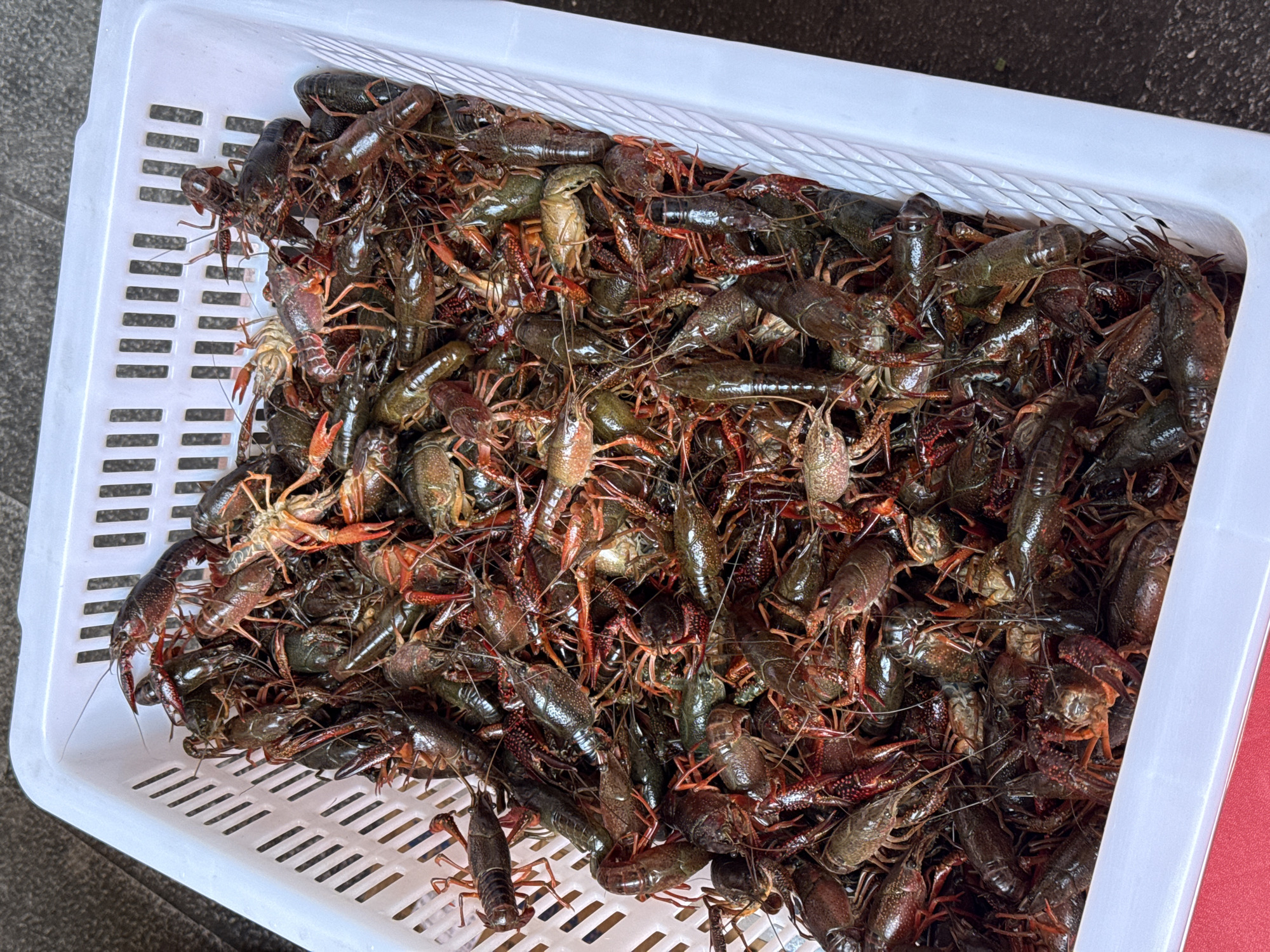 A white plastic rectangular crate is filled to the top with a large quantity of crayfish. The crayfish are in various shades of brown, red, and green. They are tangled together, their claws and legs intertwined. The crate has horizontal slots along its sides. The background is a blurred grey surface.