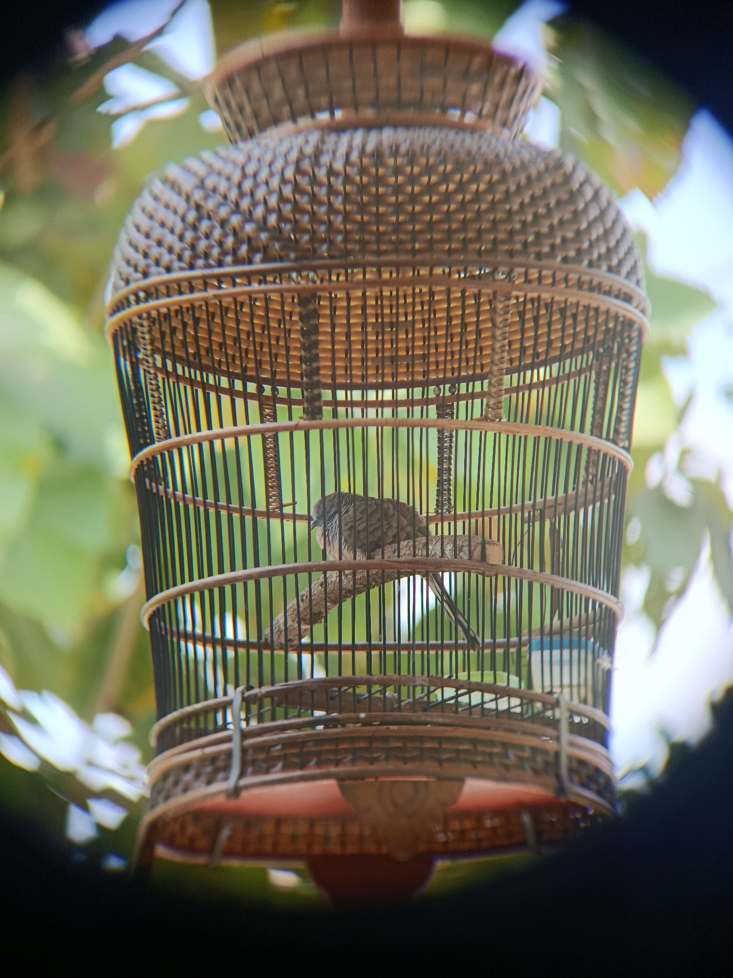A birdcage hangs from a tree with a bird perched inside. The birdcage is made of bamboo and has a rounded top and bottom. The bird is small and brown with a striped pattern on its head and chest. It is perched on a branch that is inside the cage. The background is a blur of green leaves and a blue sky. The image appears to have been taken in Sarwadadi, Indonesia.