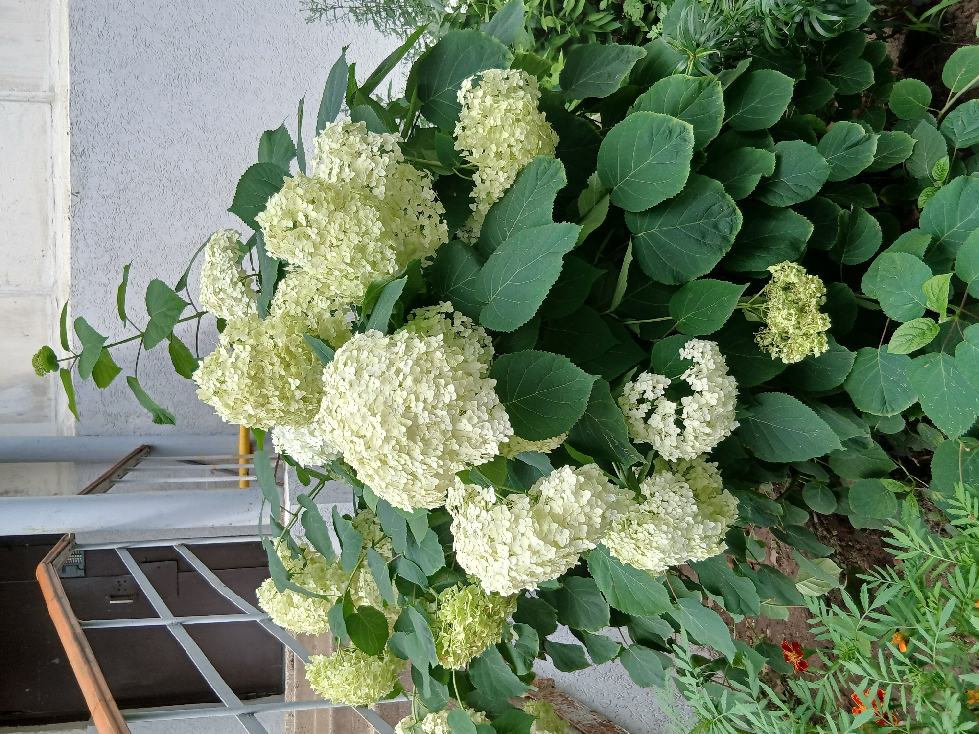 In a garden setting in an unknown city, a large shrub of white hydrangeas with abundant, globe-shaped blooms dominates the foreground. The hydrangeas are lush with large, dark green leaves. To the left, a metal railing and a dark brown door are visible, suggesting the proximity of a building entrance. The wall of the building, painted a textured light gray, forms the background. In the lower left corner, some smaller orange and red flowers, possibly marigolds, are intermingled with the hydrangeas. The scene depicts a vibrant, natural element juxtaposed with an urban architectural feature.