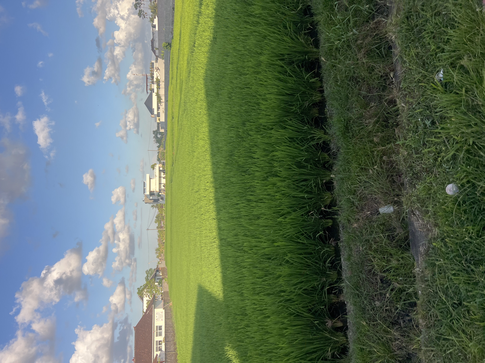 An aerial view of a lush green rice field with a clear blue sky and scattered white clouds. The field is bordered by a narrow path with dry grass. In the background, there are several modern buildings, including a white house with a red roof, and other multi-story structures with flat roofs, some with solar panels. Palm trees are visible behind the buildings, suggesting a tropical location. The scene appears to be in an urban or semi-urban area, potentially on the outskirts of Kediri, Indonesia, given the combination of agricultural land and modern architecture. There are no people visible in the image.