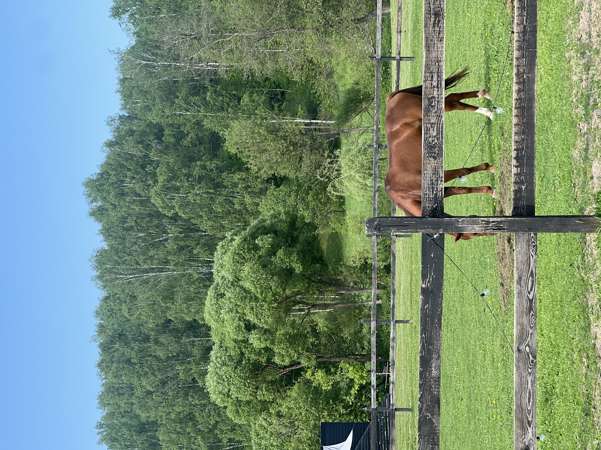 The image depicts a horse partially visible behind a wooden fence. The scene appears to be outdoors, likely a pasture or rural area, with a clear blue sky visible above a line of trees in the background. The location is given as Prudki, Russia. The horse is brown with white markings on its legs. A string of lights is hanging from the fence.