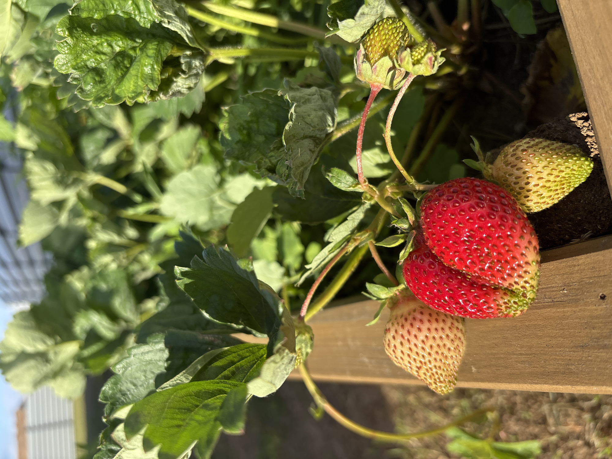The image shows a close-up view of strawberry plants in a wooden planter box, with ripe and unripe strawberries visible. The plants are lush and green, with sunlight casting shadows. In the background, a fence and part of a building are visible, suggesting an urban or suburban setting. The image is taken outdoors, likely in the city of Chaikovsky, Russia, given the context. There are no people or animals in the image. The focus is on the strawberries and the surrounding foliage.