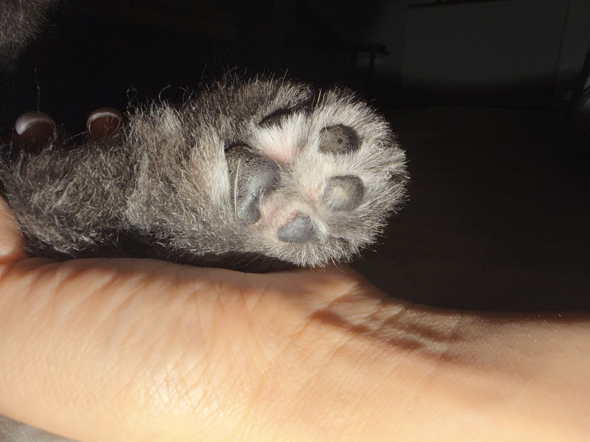 A human hand holds a small, furry animal paw. The paw is gray and white with black toe pads. Two claws are visible. The background is dark and indistinct. The location, Kathu, Thailand, is inferred and not directly visible.