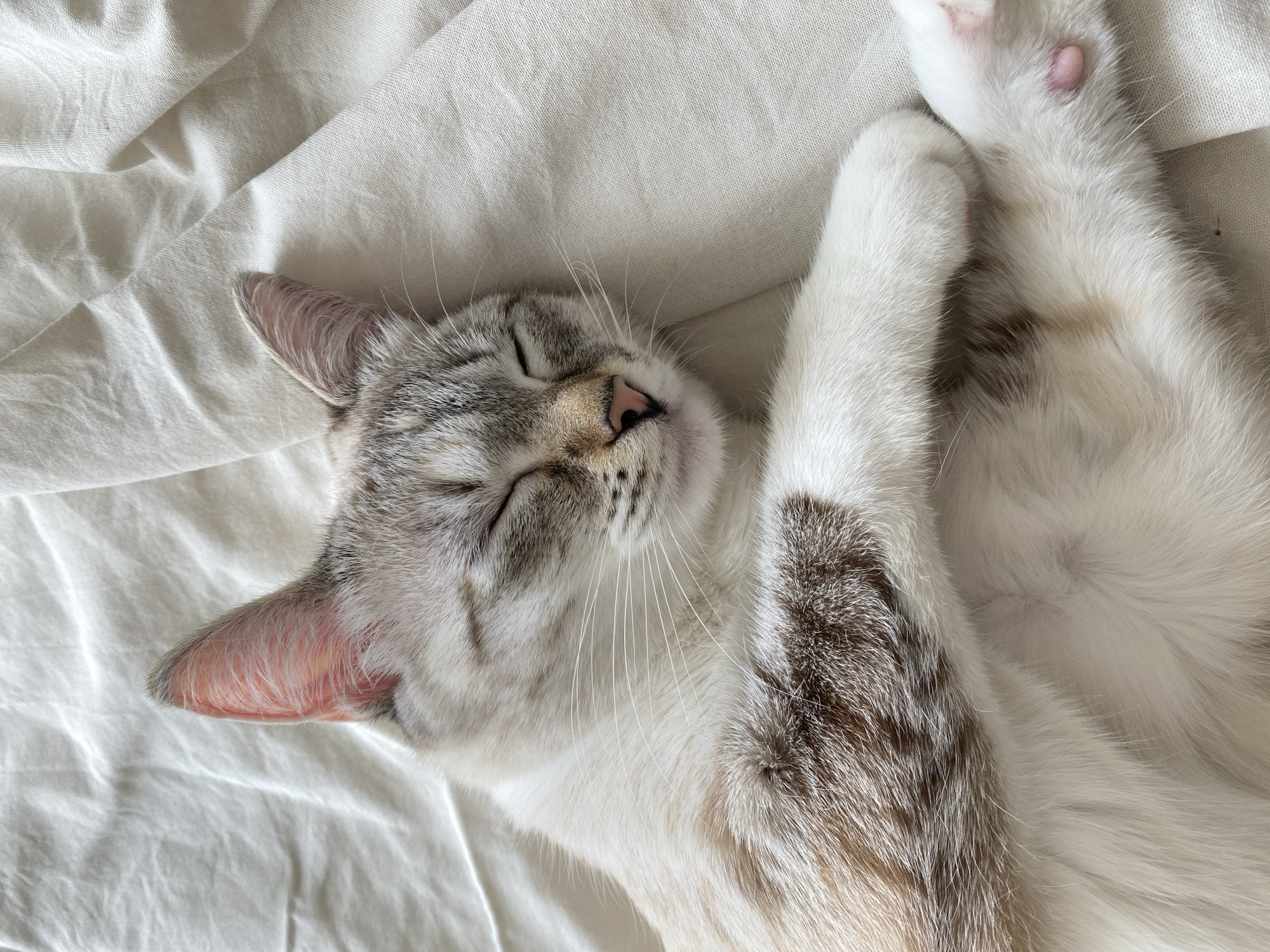 A grey and white cat sleeps on a white, rumpled surface. The cat is lying on its side with its eyes closed. Its paws are crossed over each other. The location is not discernible from the image.