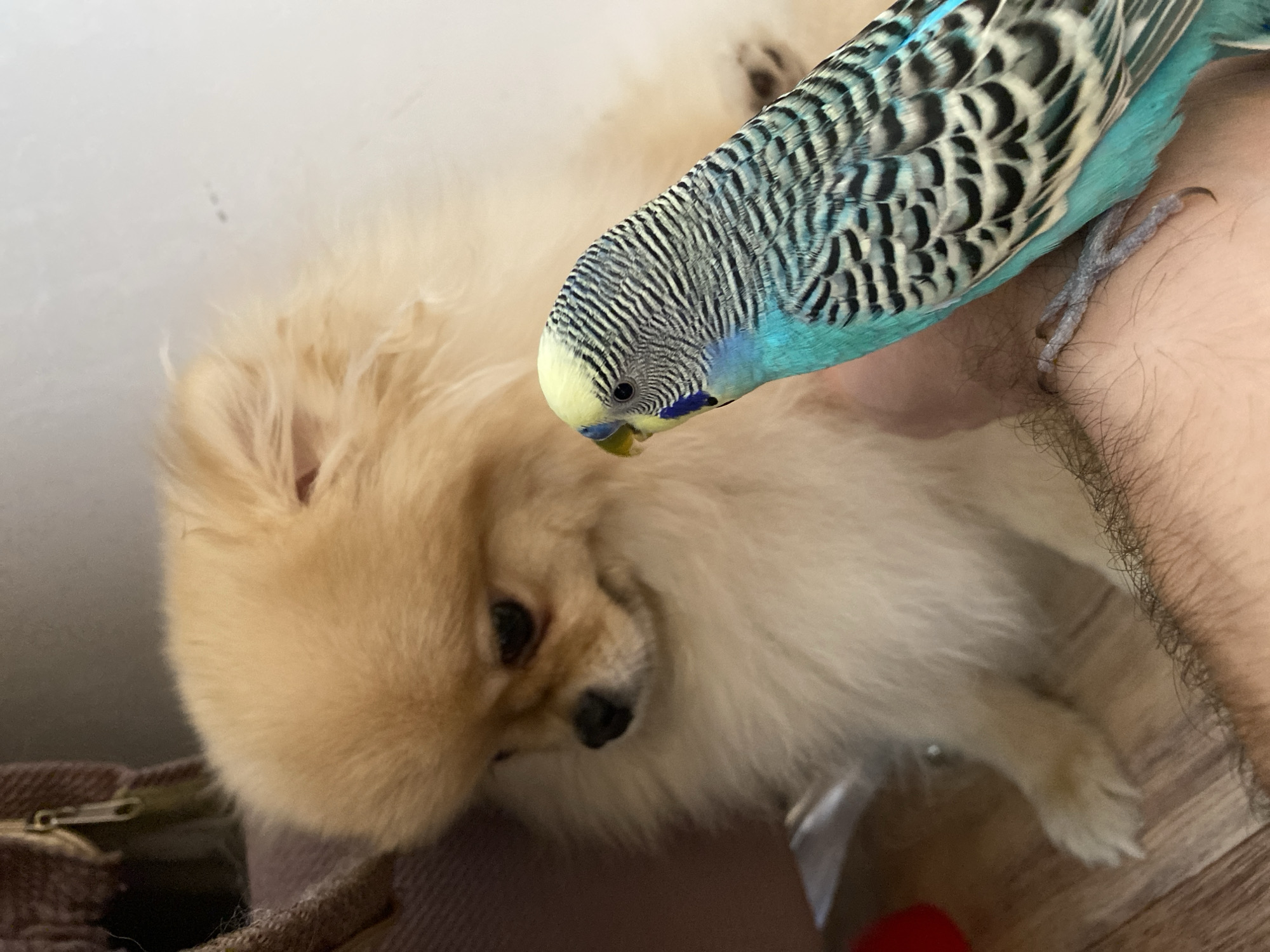A Pomeranian dog and a blue and black parakeet are depicted. The dog, with fluffy, light brown fur, is lying down. The parakeet, featuring a yellow face, blue plumage with black barring, is perched, with its talons gripping on a hairy arm. Part of a brown object with a zipper is visible in the lower left. A portion of a red round object can be seen on the lower portion of the image.