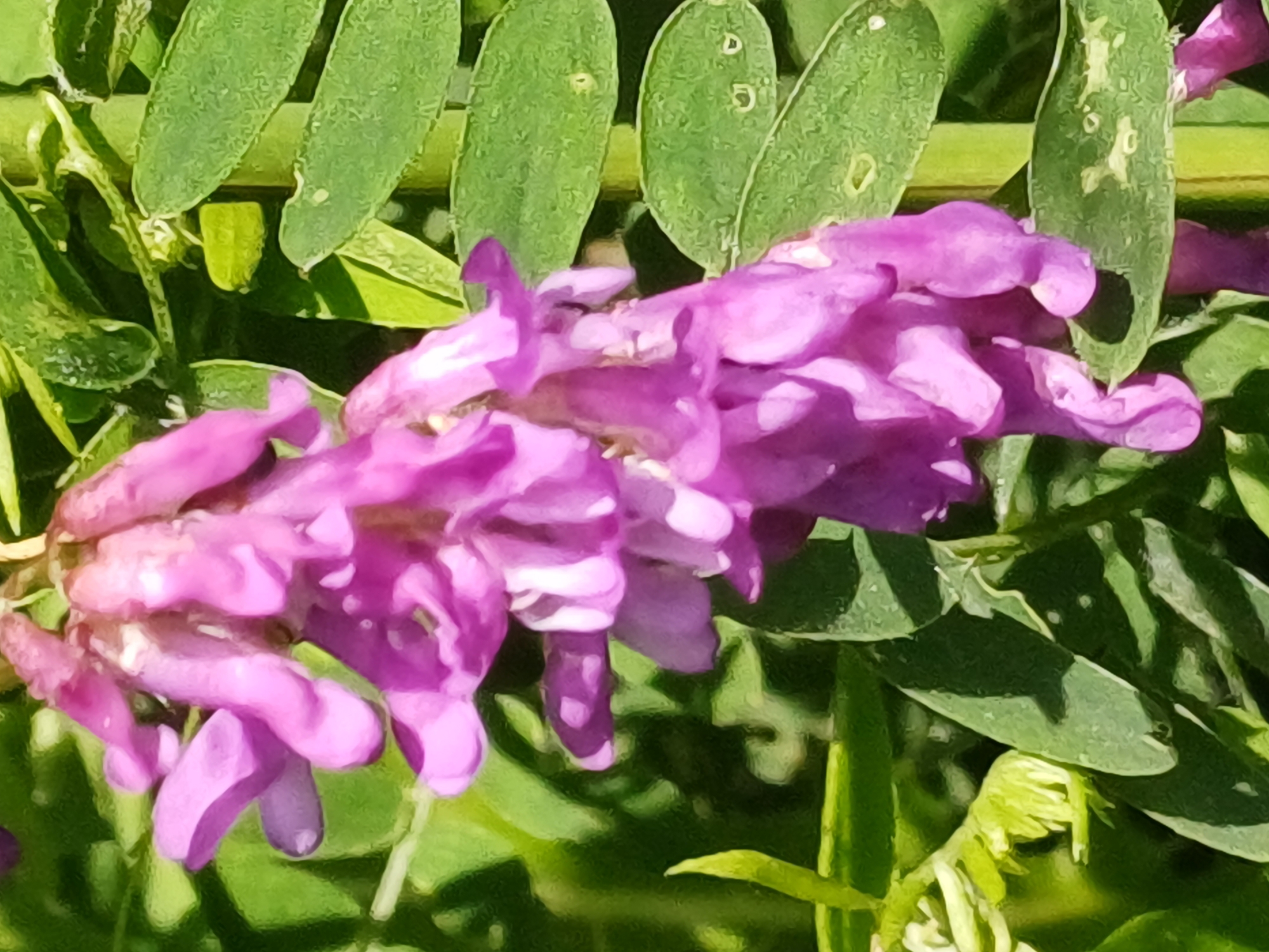 The image displays a close-up view of a cluster of small, purple pea-like flowers hanging downwards. The flowers are intricately detailed, with delicate petals and visible structures. Surrounding the flowers are numerous vibrant green leaves, some appearing elongated and others more oval-shaped. The leaves have a slightly textured surface and appear to be catching sunlight, creating subtle shadows. In the background, the foliage is densely packed, creating a soft, blurred green backdrop. There are no people or man-made structures visible in the image. The scene is entirely natural, suggesting an outdoor environment. The image does not provide any information about its location in Riga, Latvia.