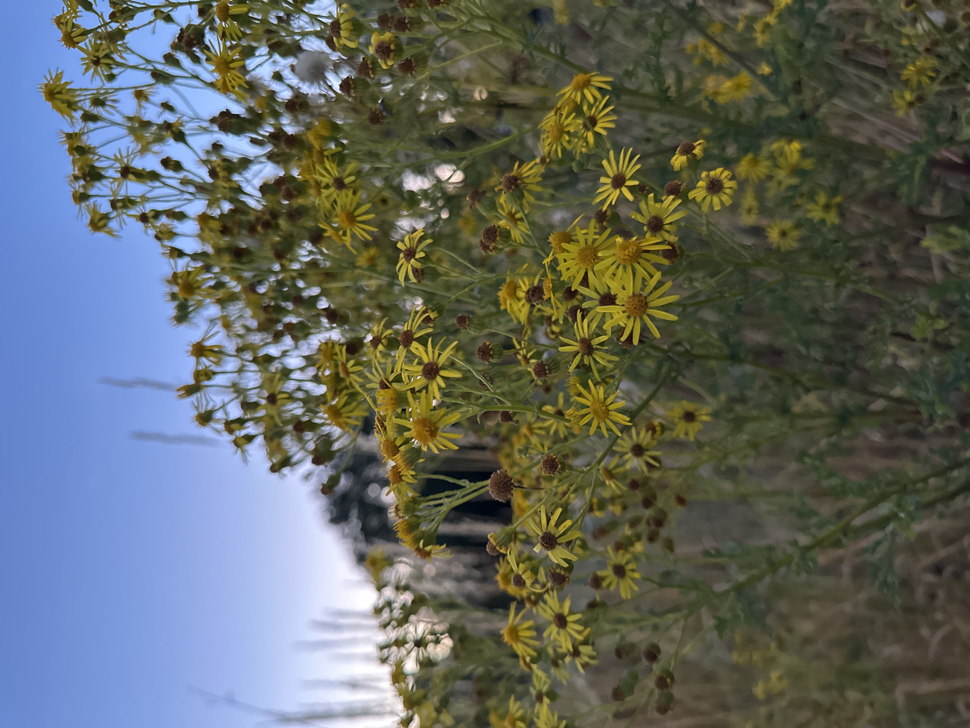 The image shows a cluster of yellow wildflowers with dark centers, possibly ragwort, growing in a natural setting. The flowers are in various stages of bloom, with some fully open and others still in bud. They are set against a blurred background of green foliage and dry grass. The sky above is a clear, soft blue, suggesting it is either early morning or late evening. The overall impression is one of natural beauty and tranquility. This scene is likely located in a park, meadow, or undeveloped area within Krefeld, Germany, given the presence of wildflowers and the naturalistic environment. There are no people, man-made structures, or specific identifiable landmarks visible in the image that would pinpoint a more precise location within Krefeld.