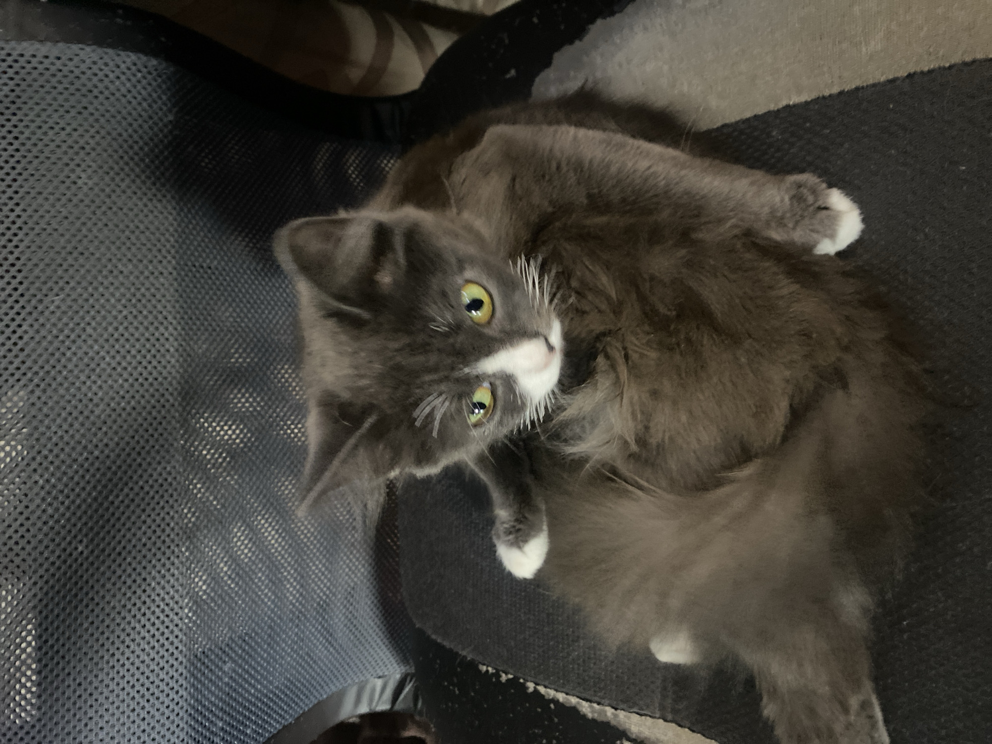 A long-haired grey and white cat is sitting on a dark fabric chair. The cat is facing the camera with its body slightly turned to the left. It has green eyes, white paws, and a white patch on its nose and chest. The chair has a mesh back and a striped seat. The background is dark and out of focus, showing the textured back of the chair. This scene is located in Mamontovo, Russia.