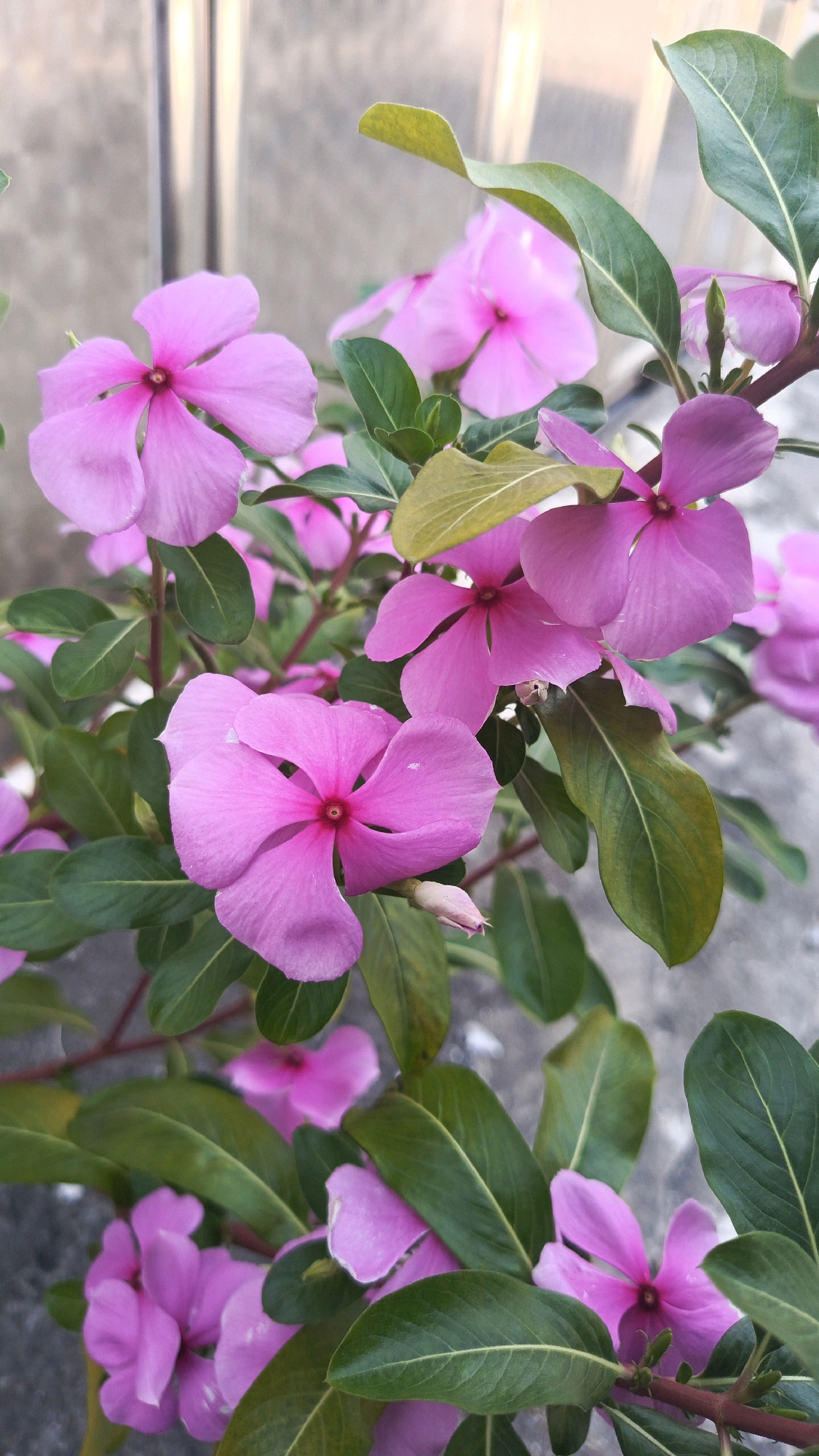 A close-up, eye-level shot captures a cluster of vibrant pink vinca flowers, also known as periwinkles, in Patihan Wetan, Indonesia. The flowers are in various stages of bloom, with their five delicate petals unfurling around a central, darker pink eye. Lush green leaves with prominent veins surround the blossoms, some appearing slightly aged with a yellowish tint. The background is a blur of soft, muted tones, suggesting an outdoor setting with a concrete or wall-like structure and vertical elements that could be part of a fence or building. The lighting is soft and diffused, highlighting the textures and colors of the flowers and foliage without harsh shadows. The composition is tight, focusing on the floral arrangement with a shallow depth of field that blurs the background, emphasizing the beauty of the vinca flowers.