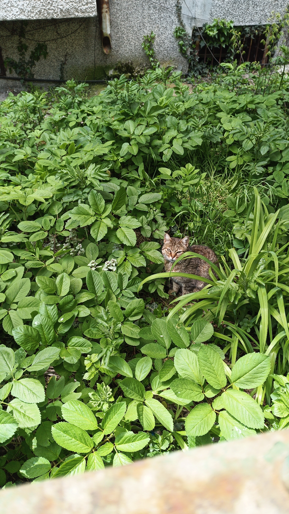 The image depicts a cat nestled amongst dense green vegetation in an outdoor setting. The cat is brown and tabby-striped with visible eyes and ears, centrally located within the frame, amidst foliage consisting of broad-leaved plants and some grassy elements. In the background, part of a concrete building is visible with a rusty pipe running down its side. The presence of green foliage and architectural elements suggests an urban or suburban environment, potentially in Burgas, Bulgaria.
