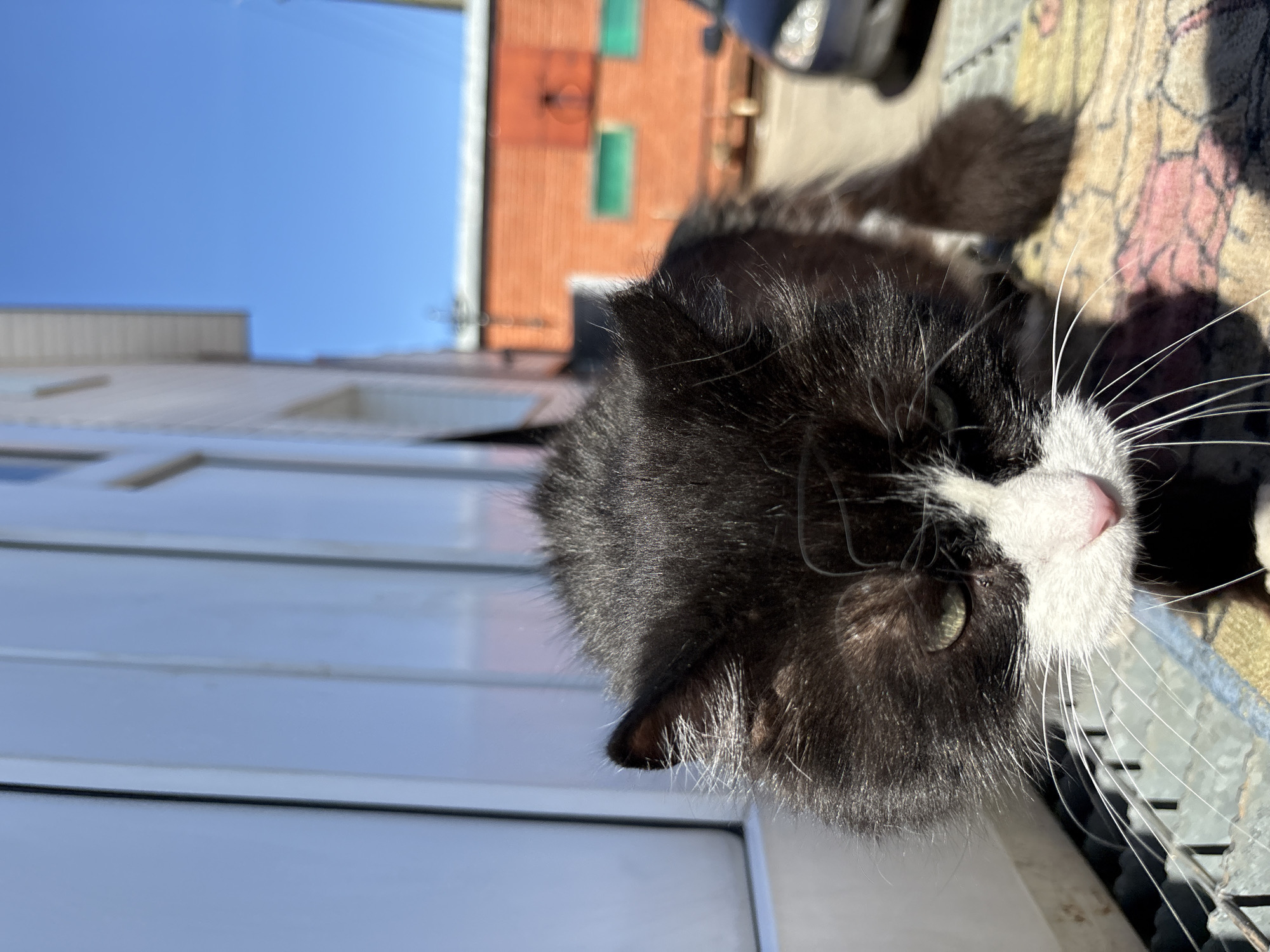 A close-up, tilted, eye-level shot depicts a black and white cat with long whiskers lying on a patterned surface outdoors. The cat's pink nose is visible. Behind the cat are a building with white siding, a brick building with green window frames, and a blue sky. The location is likely in Прикамский, Russia. A car is partially visible in the upper right corner. The cat appears to be resting in sunlight.