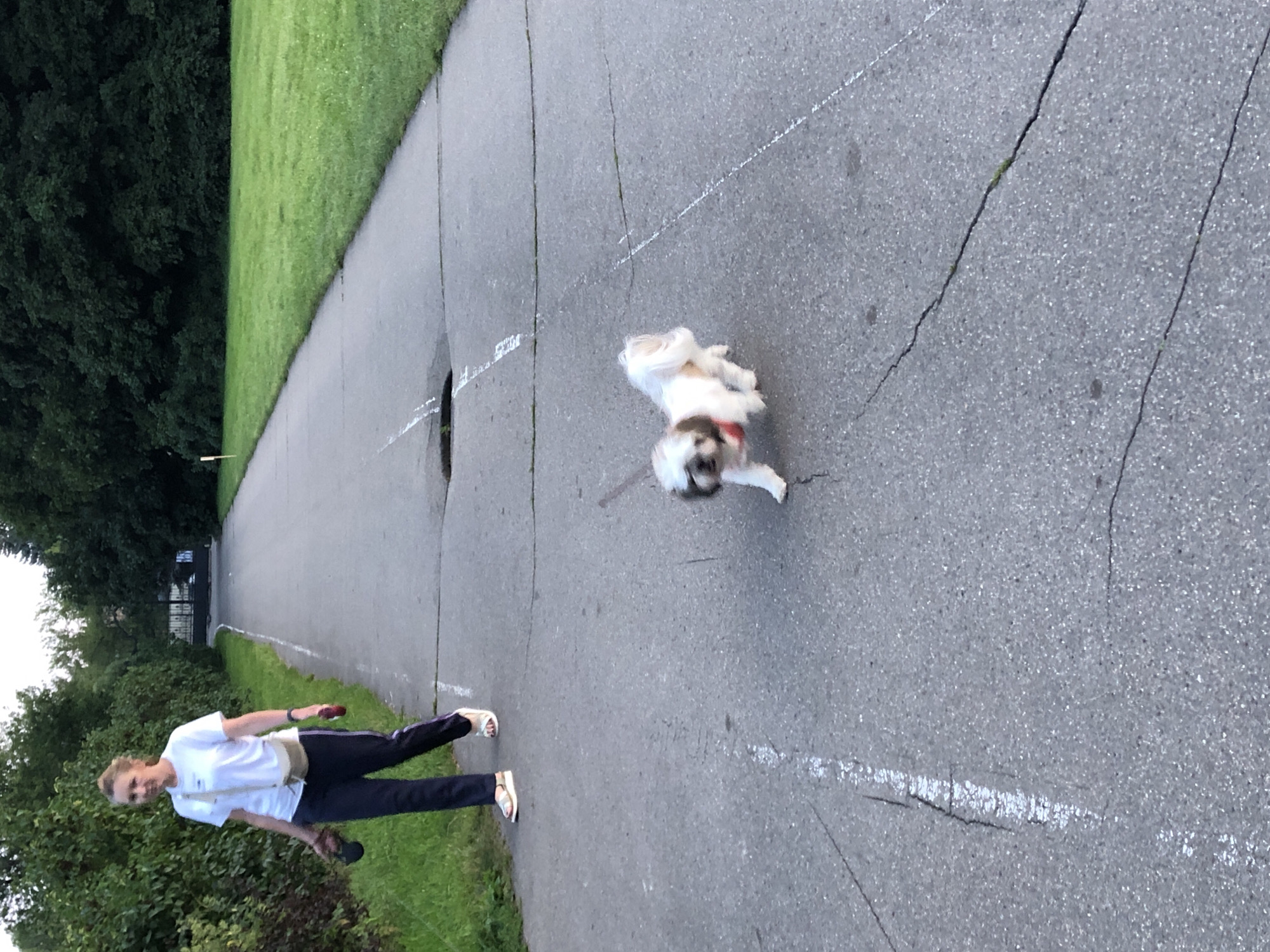 A woman with blonde hair pulled back in a ponytail is walking on a paved path in a park setting. She is wearing a white t-shirt, dark pants with a purple stripe, and sandals. A light-colored purse is slung across her chest. She is holding a dog leash in her left hand, with a dark object, possibly a small dog bag, attached to it. A small, white and brown dog, wearing a red collar, is walking on the leash in front of her, to the right. The path is cracked and has white markings. To the left of the path is a grassy area with trees and bushes. To the right of the path is a well-maintained grassy lawn, with dense trees in the background. The lighting suggests it is daytime, possibly late afternoon. No specific Moscow landmarks are visible.