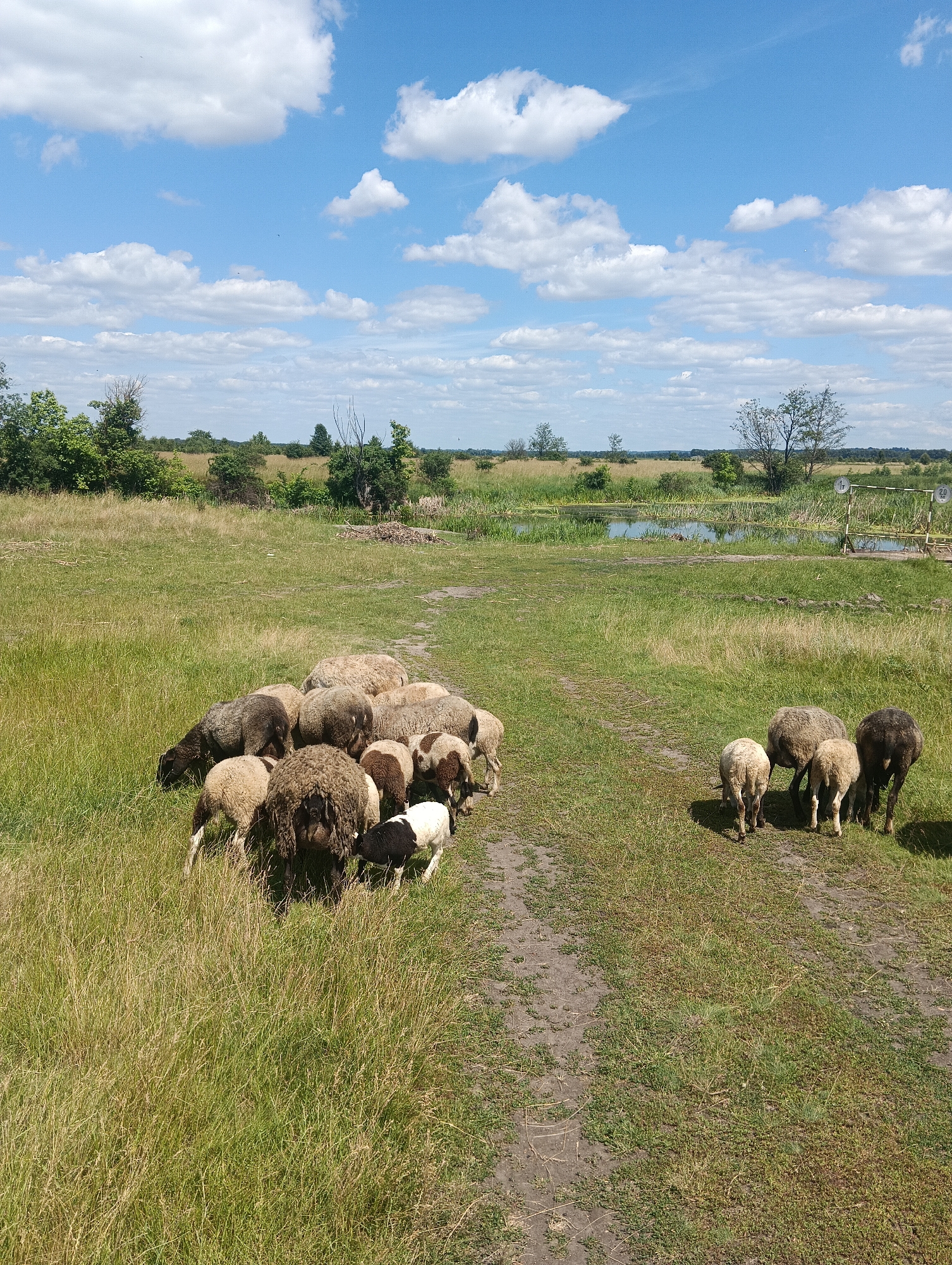 A flock of approximately fourteen sheep graze in a grassy field under a blue sky with scattered white clouds. The sheep are varied in color, with some being white, light brown, dark brown, and black and white. They are clustered together, with some facing away from the camera and others partially visible. The field is lush with green grass and some dried yellow grass. A dirt path runs through the field, curving towards the left. In the background, there is a body of water, possibly a pond or canal, with reeds and trees lining its banks. Further in the distance, a treeline can be seen against the horizon. The overall setting appears to be rural or pastoral.