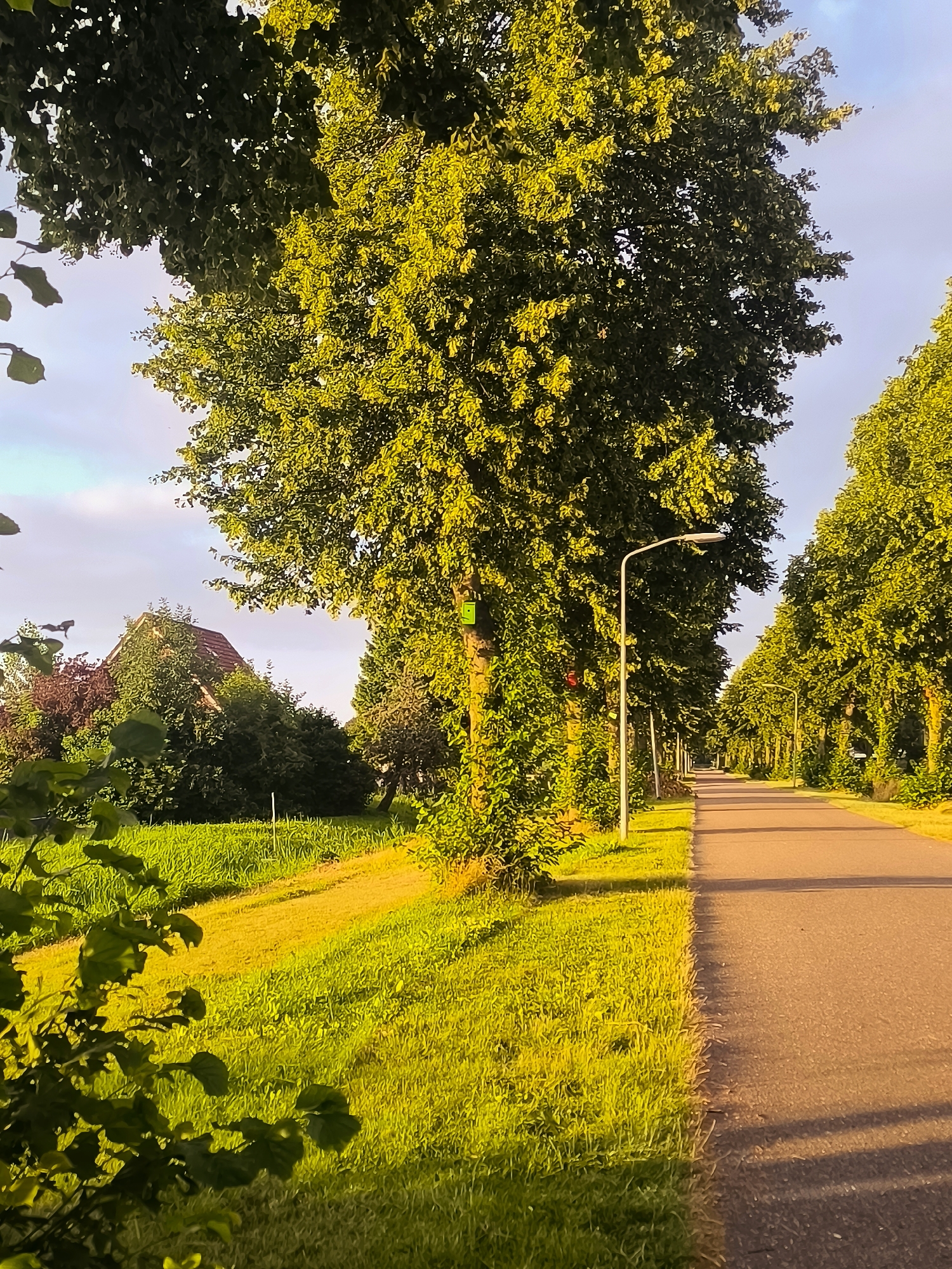 The image depicts a sunlit, tree-lined asphalt road in the city of Almere, Netherlands. The road curves gently to the right, with tall, leafy trees lining both sides, casting shadows on the pavement. The sun's rays illuminate the lush green grass bordering the road, creating a vibrant, golden glow. On the left side of the road, a picturesque scene unfolds with a charming house nestled amongst trees and greenery, suggesting a rural or suburban setting within Almere. A dirt path also runs parallel to the road through the grassy area. The sky above is a soft blue with wispy clouds, indicating fair weather. There are no people visible in the image, but two birdhouses are attached to one of the trees. A lamppost stands tall beside the road.