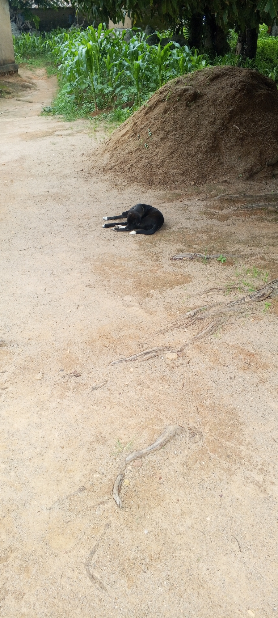 The image captures an outdoor scene in Ohit, Nigeria, featuring a black dog curled up asleep on sandy ground. To the left of the dog, a dirt path winds its way between a mound of brown soil and a vibrant green patch of corn stalks. The background is dominated by dense foliage and the shadows of trees, suggesting it is midday or afternoon. The ground is predominantly sandy and dry, with some exposed tree roots visible, particularly in the lower right quadrant of the image. The overall impression is one of a quiet, rural setting.