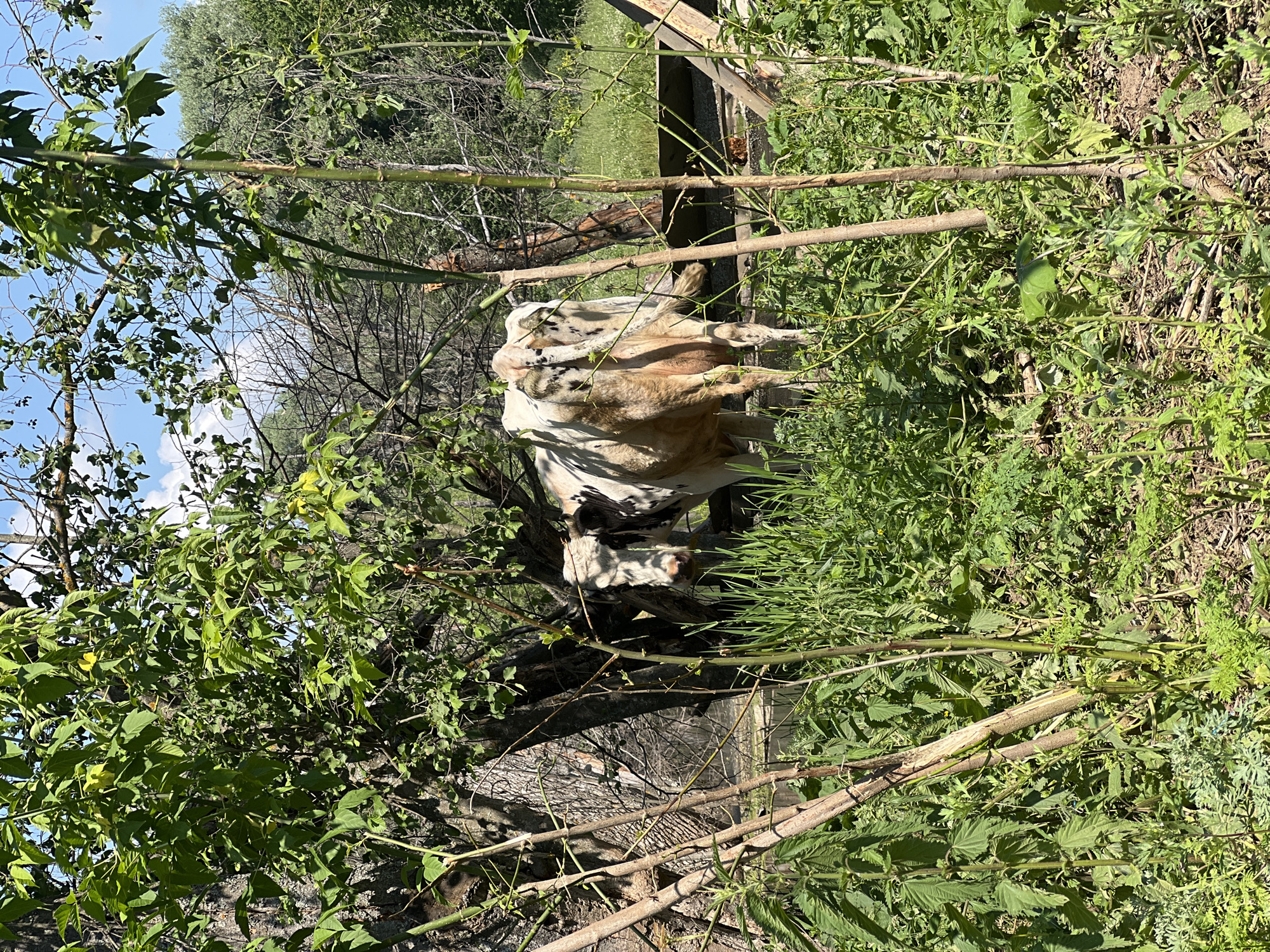 A dappled light scene captures two cows grazing in a rural, overgrown environment. The cows, one primarily white with black and brown markings, and the other a darker brown, are partially obscured by dense green foliage and tree branches. In the background, a wooden structure, possibly a feeding trough or fence, is visible, along with more trees and vegetation under a bright, slightly cloudy sky. The ground is covered in grass and fallen leaves. This image was taken in Al'nyash, Russia.