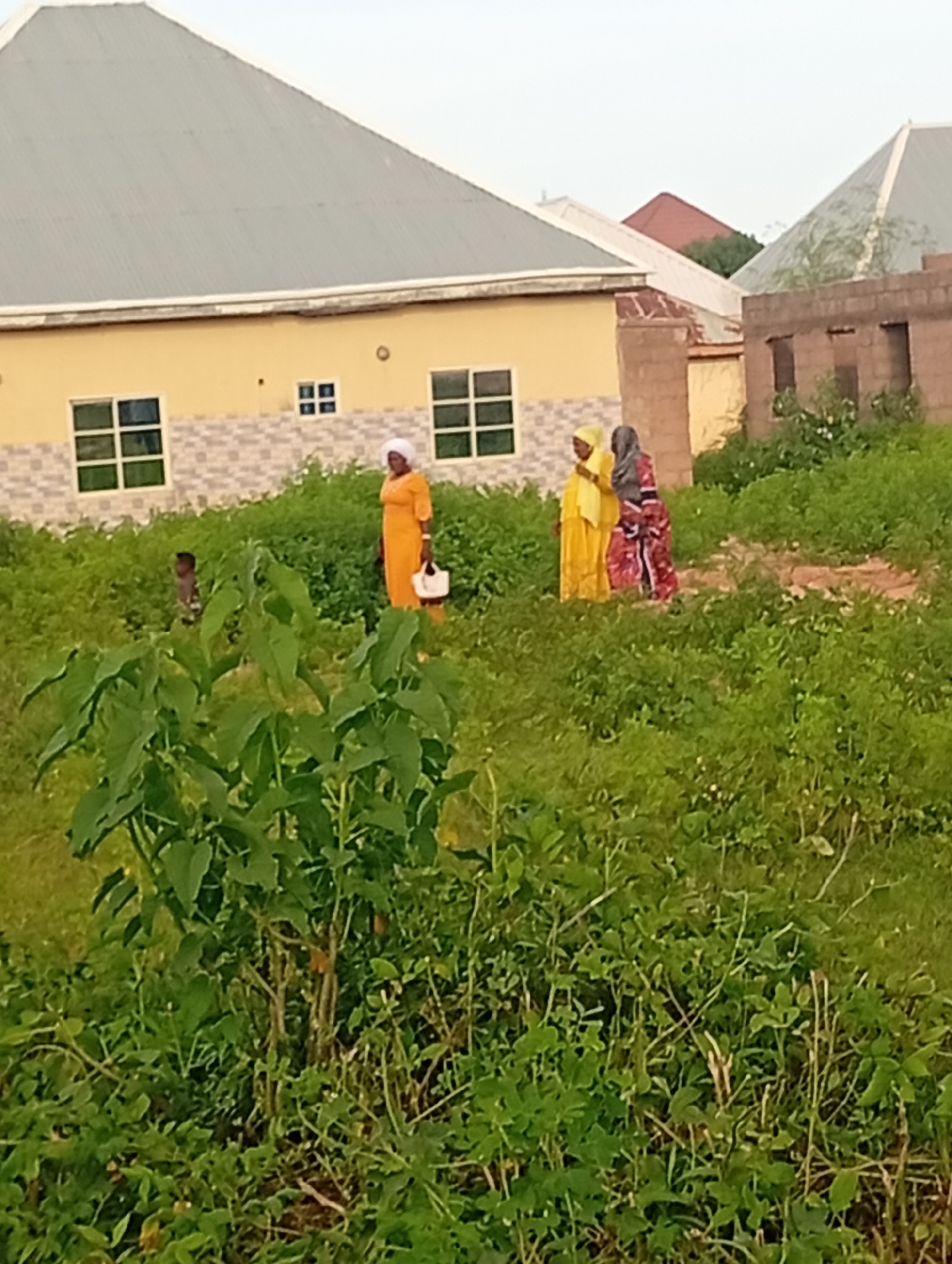 In Tumfure, Nigeria, a low-angle, medium shot captures a scene dominated by lush green vegetation in the foreground and midground. In the background, a pale yellow building with a gray, corrugated metal roof features several large, rectangular windows with white frames. Adjacent to this building is a partially constructed brick structure. Three individuals are visible in the midground. On the right, a woman in a colorful patterned dress and a dark hijab walks away from the camera, accompanied by another woman in a bright yellow dress and a white hijab, also walking away. To the left of these two women, a single figure in an orange dress with a white hijab stands facing away from the camera, carrying a white bag. Further to the left, a small child is partially obscured by the foliage, facing towards the building. The overall environment suggests a residential area with ongoing construction.