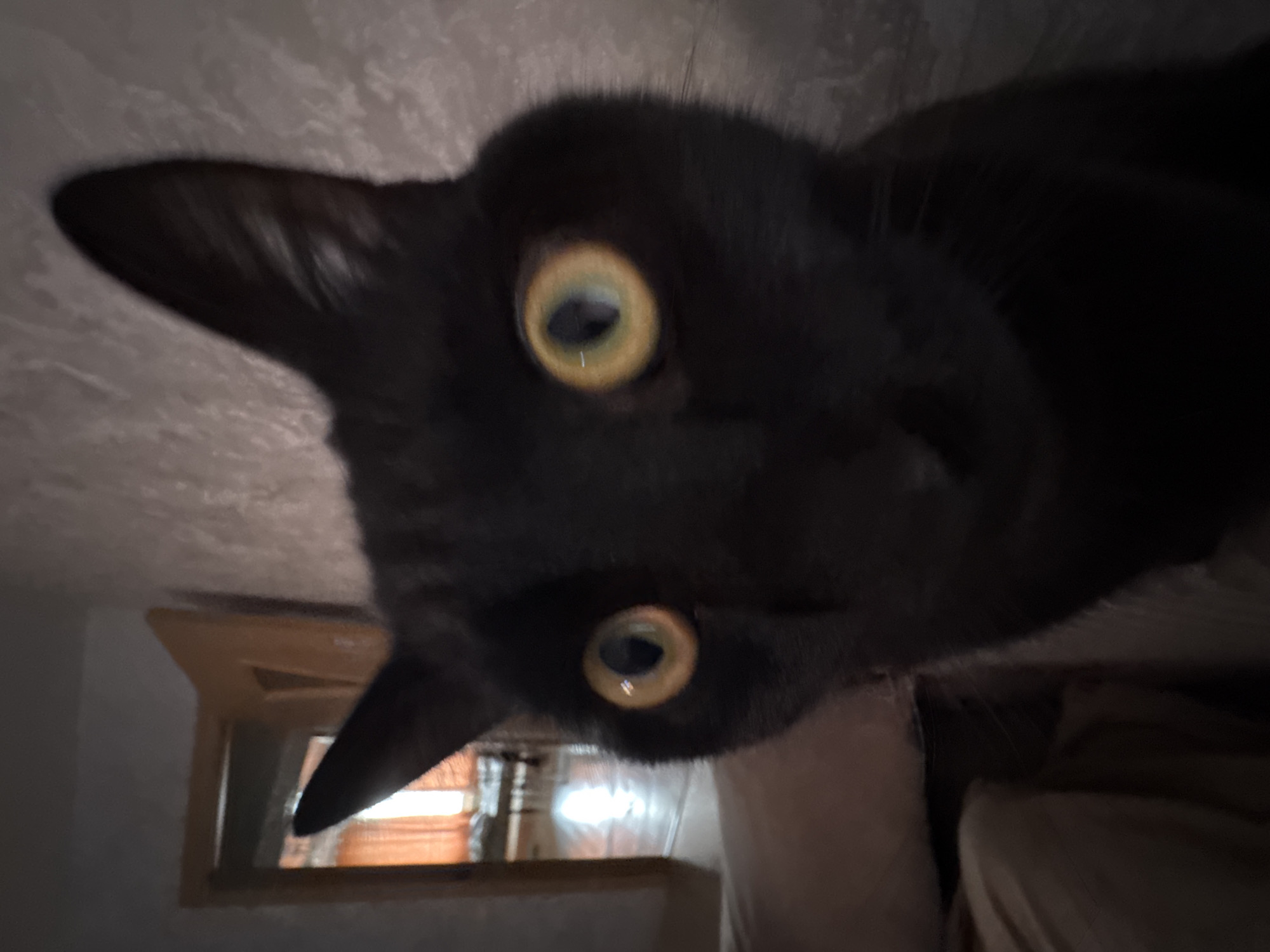 A close-up, slightly out-of-focus image, tilted at an angle, depicts a black cat with large, round, yellowish-green eyes. The cat's face is the primary subject, filling much of the frame. A portion of a window frame is visible in the lower-left corner of the image, partially obscured by the cat's ear. The background is blurry and indistinct, showing what appears to be a wall and possibly furniture. There is no indication of the image being taken in the city of Chaikovsky, Russia.