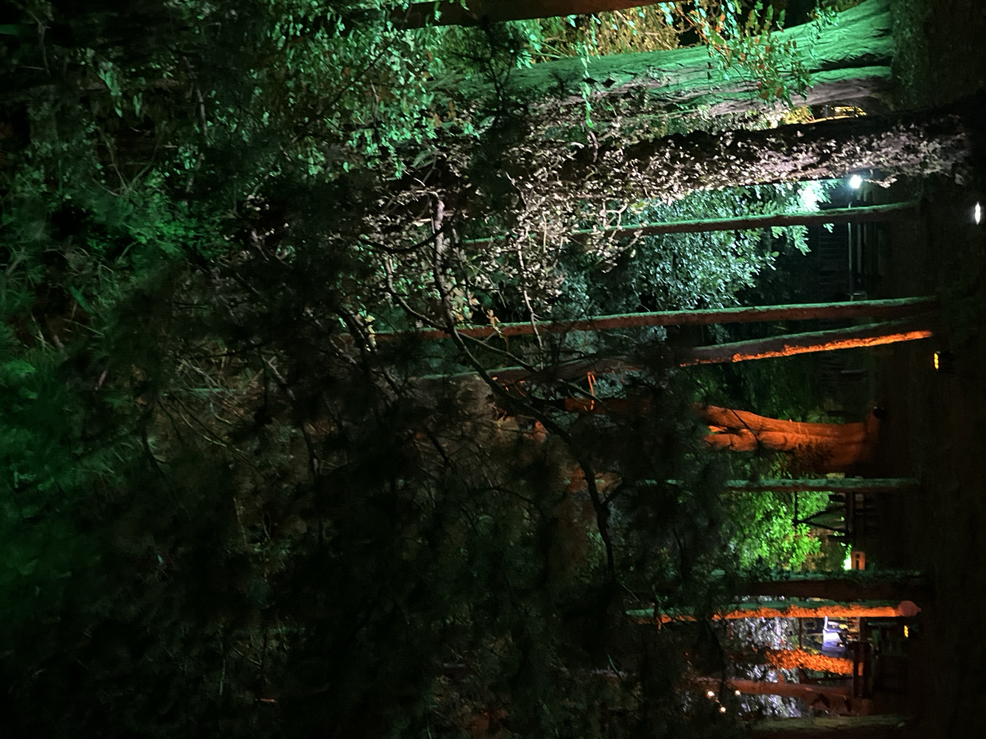 The image depicts a nighttime scene within a wooded area in Sremski Karlovci Municipality, Serbia. The environment is dominated by numerous trees, with their foliage and trunks illuminated by artificial lighting in distinct color zones. The trees on the right are brightly lit with a vibrant green hue, highlighting their bark and leaves. In contrast, trees on the left and central-left are illuminated in an orange-amber color, emphasizing their trunks. A prominent tree in the central-right features light-colored ivy or climbing foliage, illuminated by a cooler, likely white, light source.
In the mid-ground on the left, several dark wooden picnic tables and benches are visible beneath the orange-lit trees. Behind these, a light-colored structure, possibly a tent or canopy, is discernibly lit. Further back and to the right of the center, a dark, triangular structure resembling a large teepee or A-frame tent is partially visible amidst the green-lit trees. A string of small, warm white globe lights is suspended between trees in the upper-left portion of the frame. Several discrete ground-level lights emit soft white or yellow light, illuminating the immediate vicinity of some tree trunks and pathways. A brighter white light source is positioned behind the ivy-covered tree on the right, and a dark railing or fence runs across the mid-ground behind some of the illuminated trees. The ground is dark, appearing to be natural earth or forest floor. No individuals or animals are present in the scene, and no specific actions or interactions are depicted.